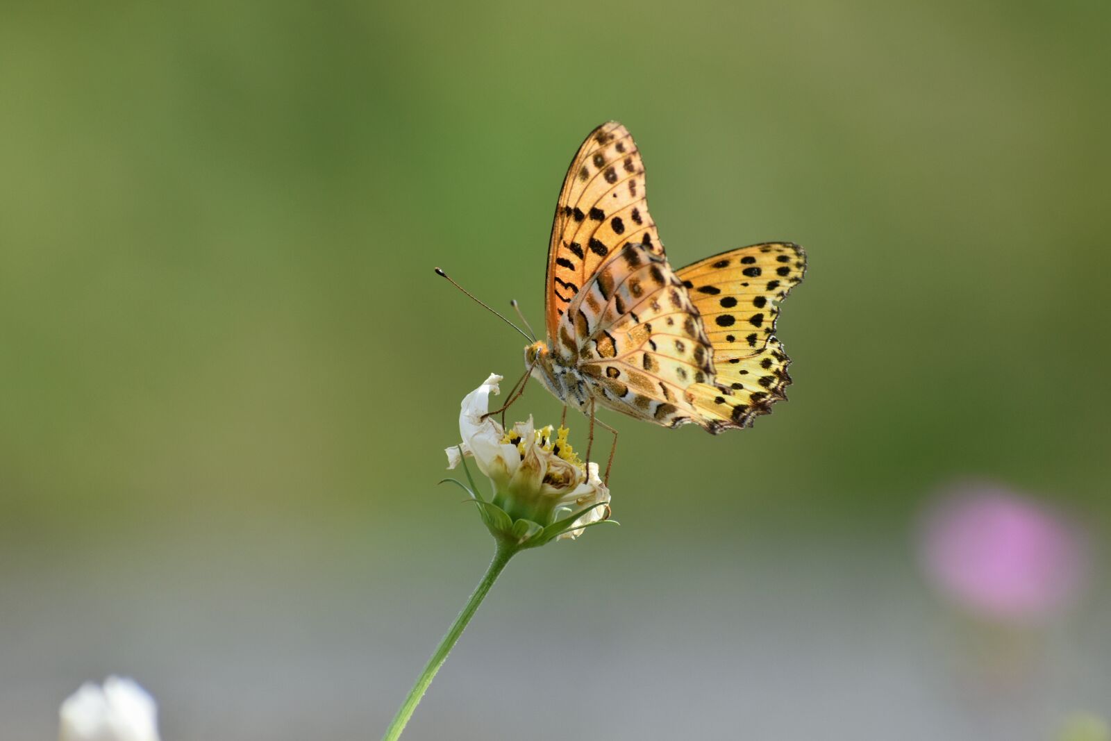 Nikon D7200 sample photo. Natural, landscape, plant photography