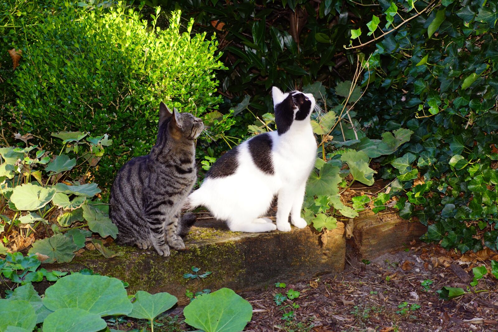 Sony SLT-A68 sample photo. Cat, attention, watch photography