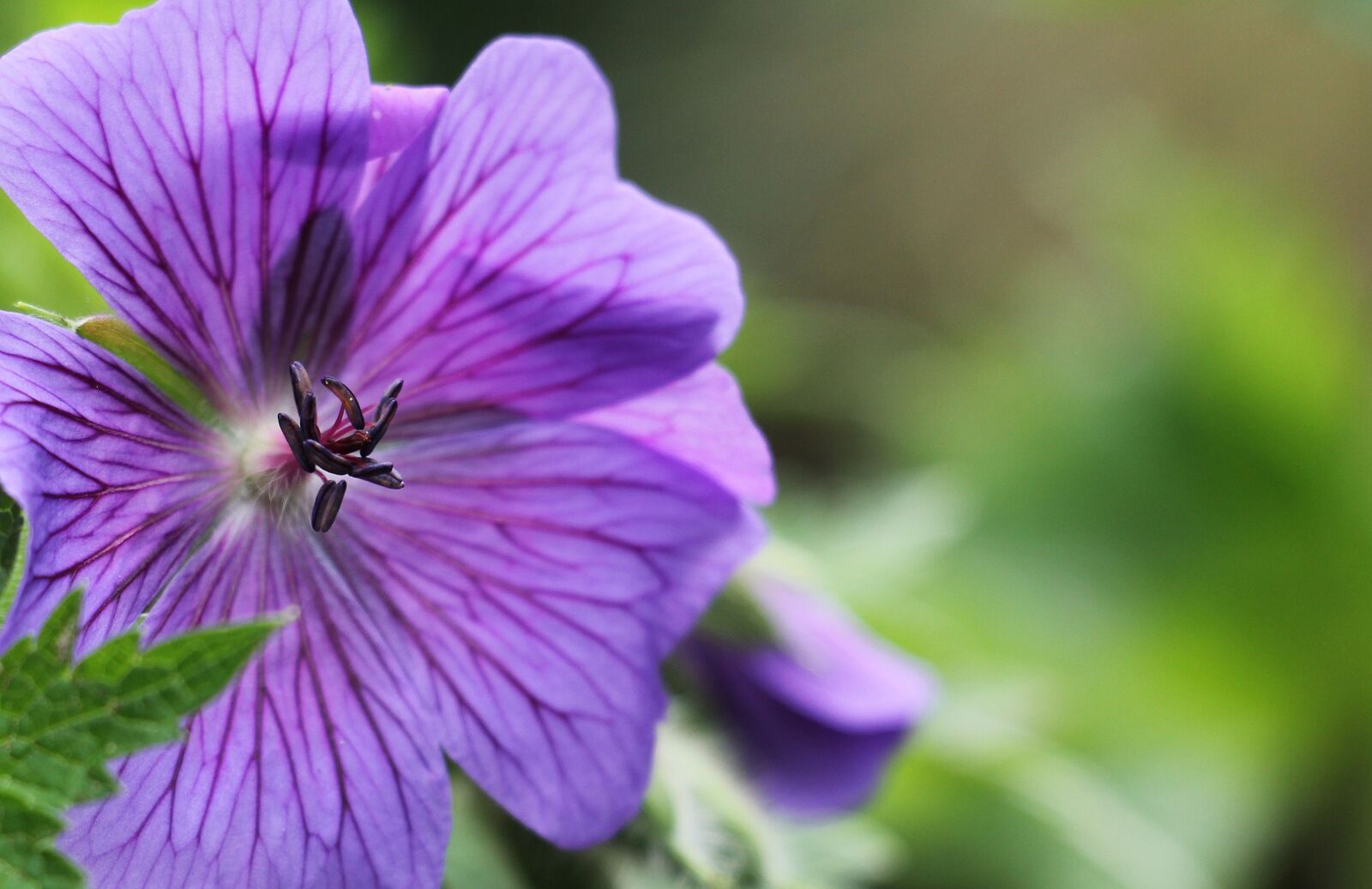 Canon EOS 550D (EOS Rebel T2i / EOS Kiss X4) sample photo. Cranesbill, stork beak bird photography