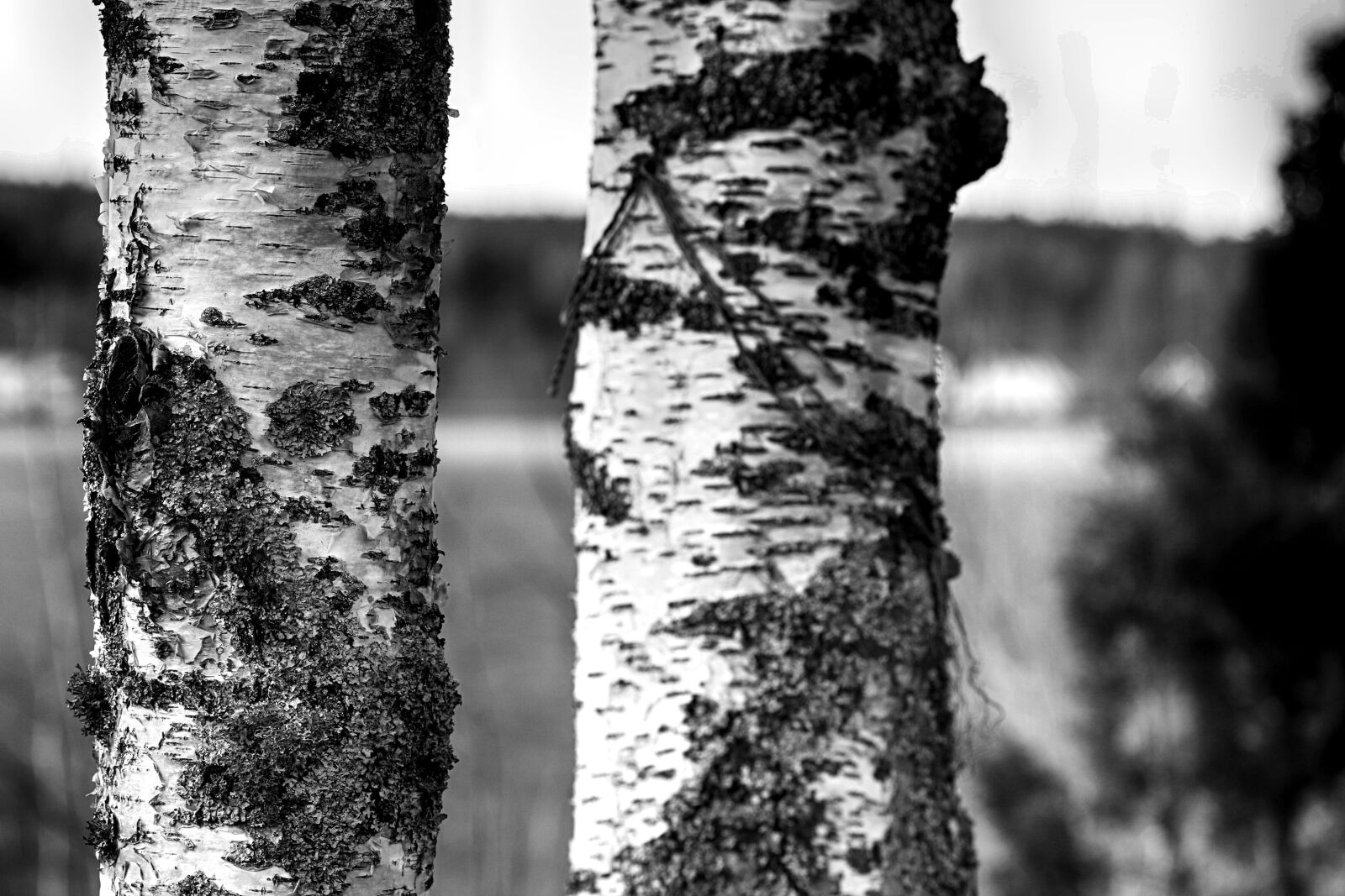 Canon EOS 7D Mark II + Canon EF 135mm F2L USM sample photo. Birch, tree, wood photography