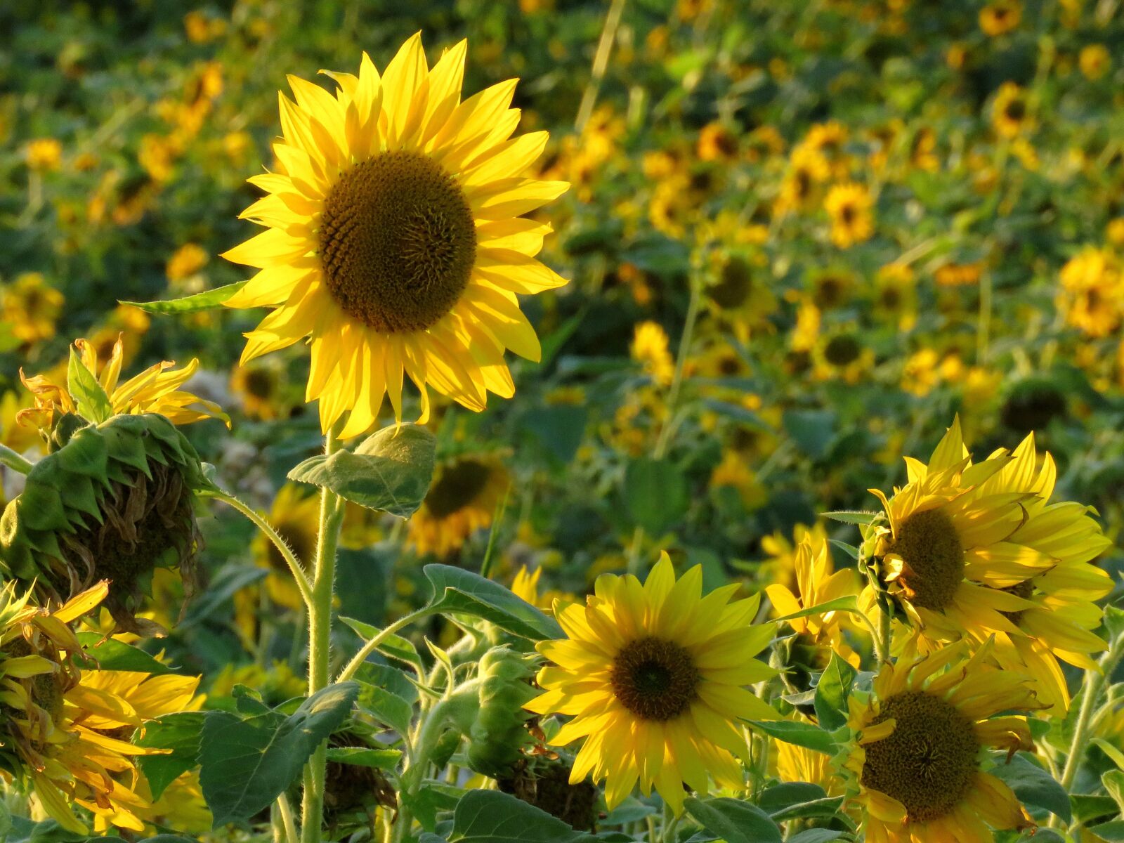 Canon PowerShot SX60 HS sample photo. Sunflower, field, summer photography
