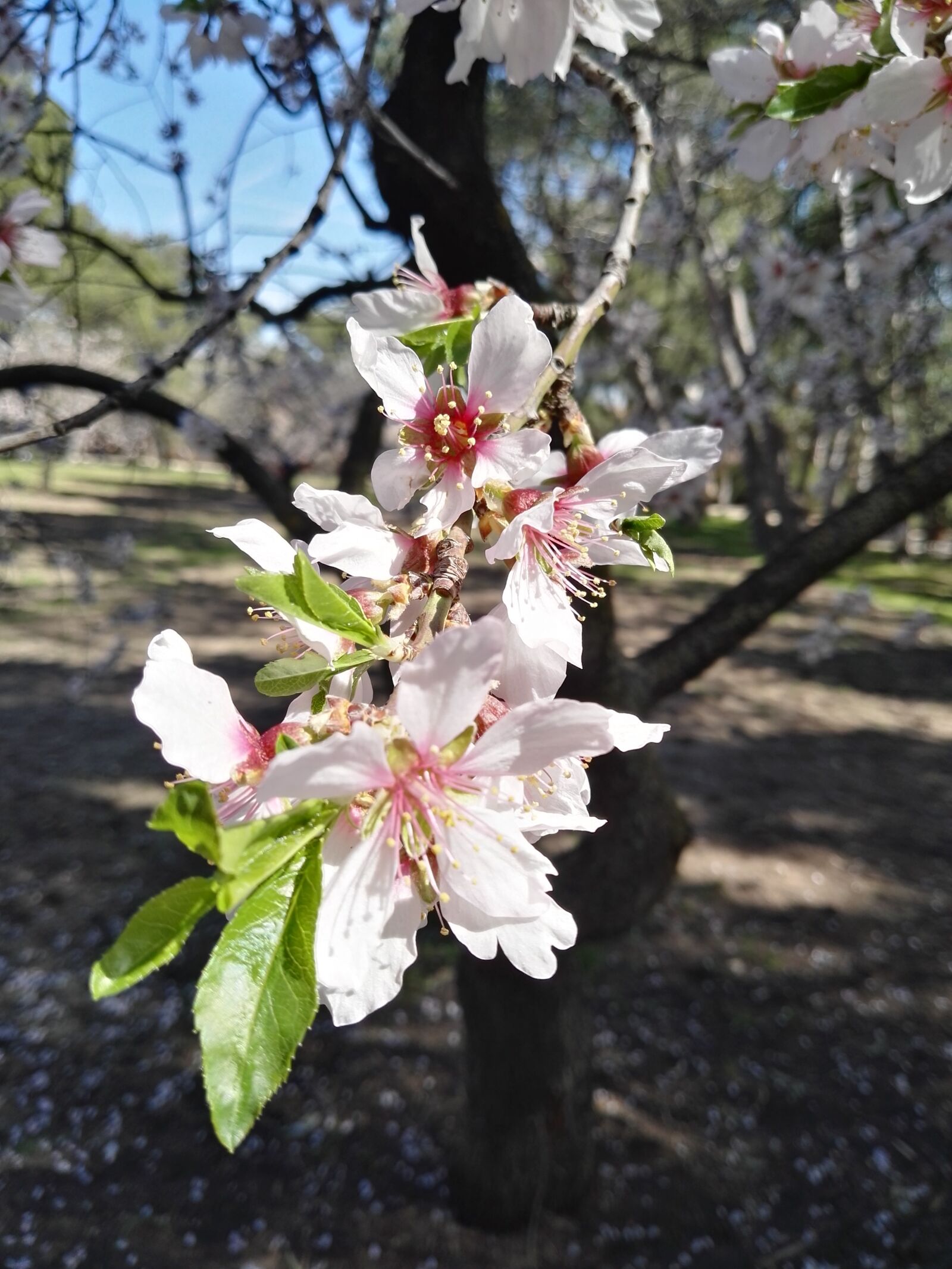 HUAWEI GRA-L09 sample photo. Almond tree, flower, white photography