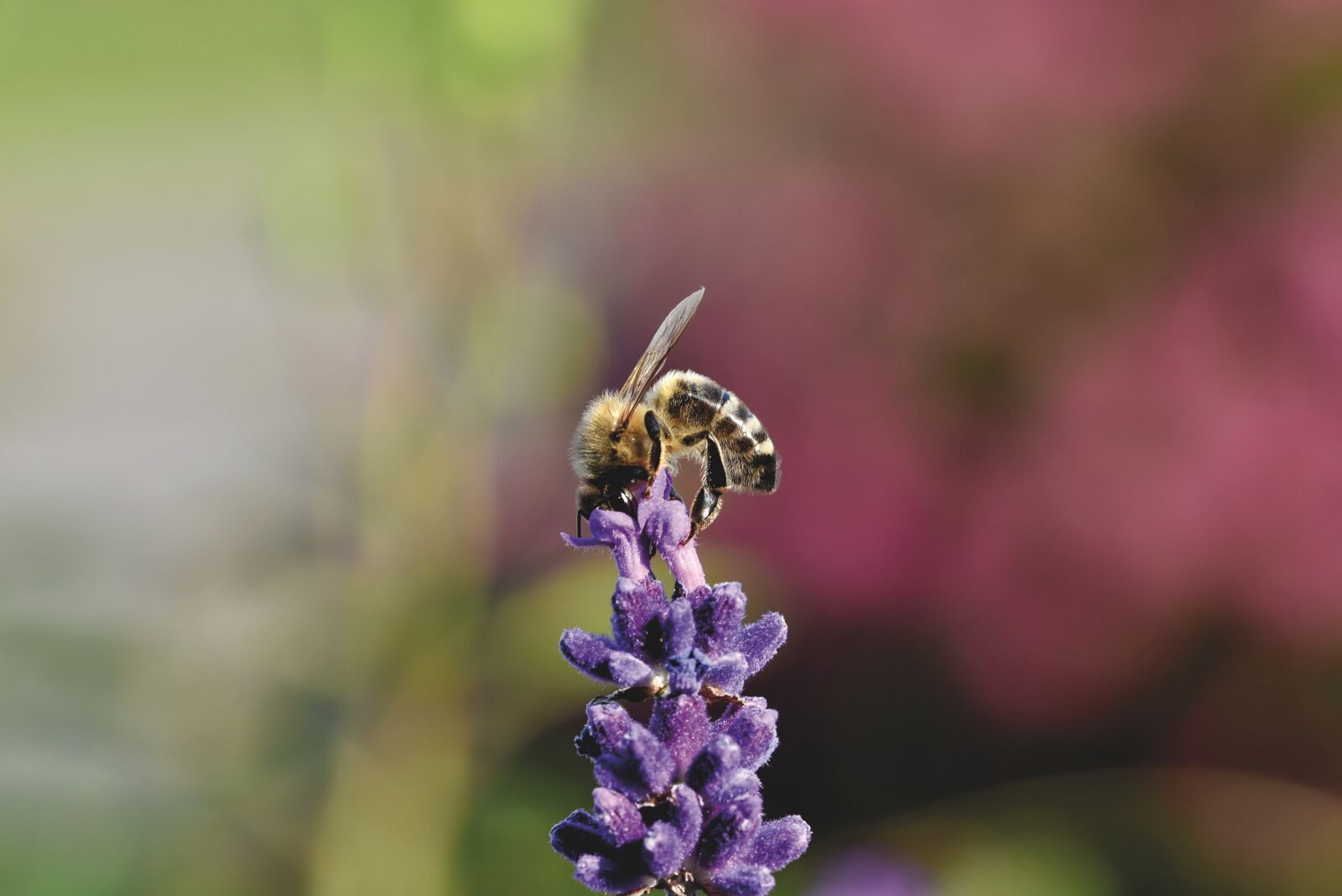 Nikon D7200 sample photo. Honey bee, bee, insect photography