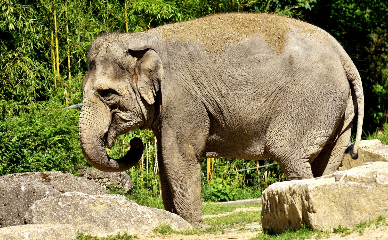 Nikon D7200 sample photo. Elephant, pachyderm, animal photography