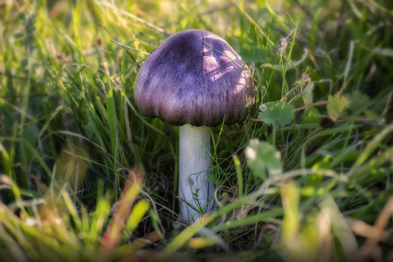 Nikon D3300 sample photo. Mushroom, forest, autumn photography
