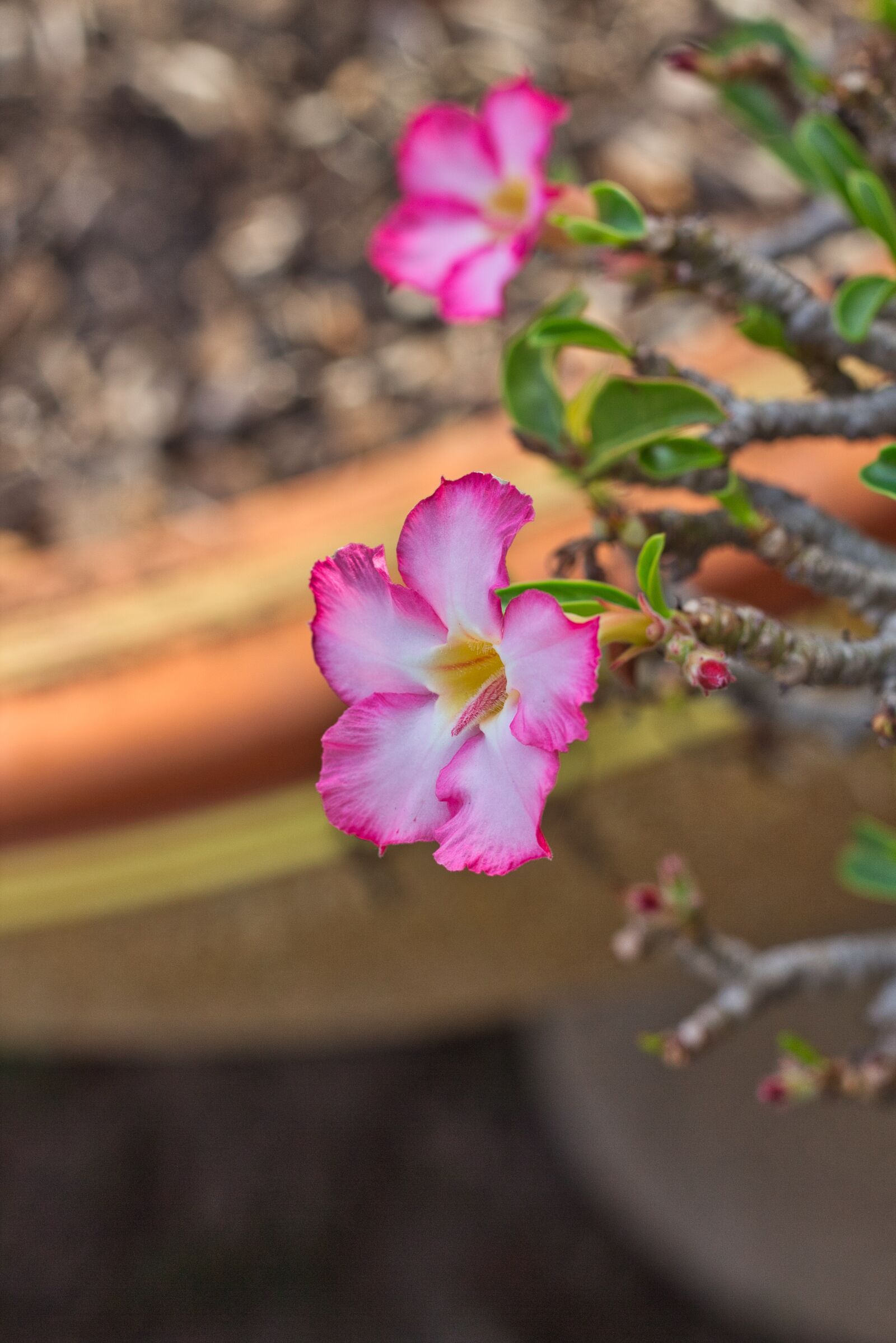 Canon EOS 700D (EOS Rebel T5i / EOS Kiss X7i) + Canon EF 50mm F1.8 STM sample photo. Bloom, summer, invited to photography