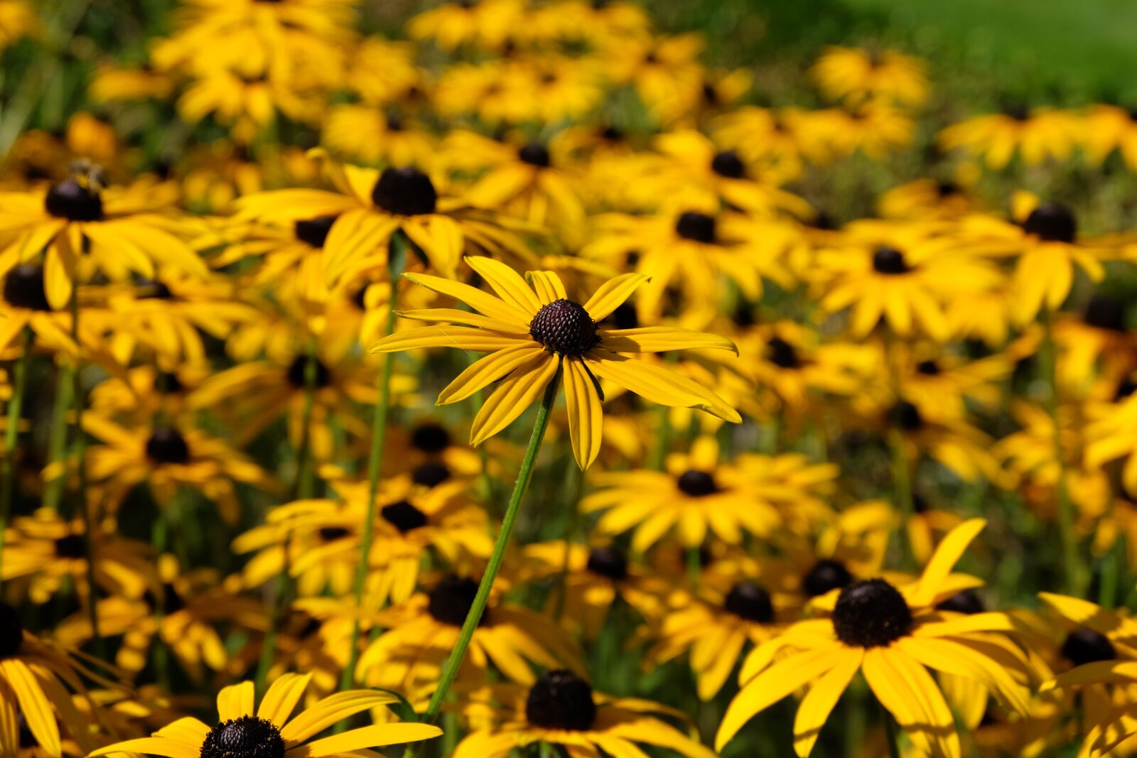 Fujifilm XC 16-50mm F3.5-5.6 OIS II sample photo. Flowers, summer, summer flowers photography