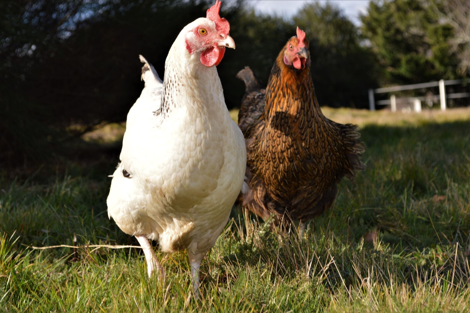 Nikon D3200 sample photo. Poules, terre, plumes photography
