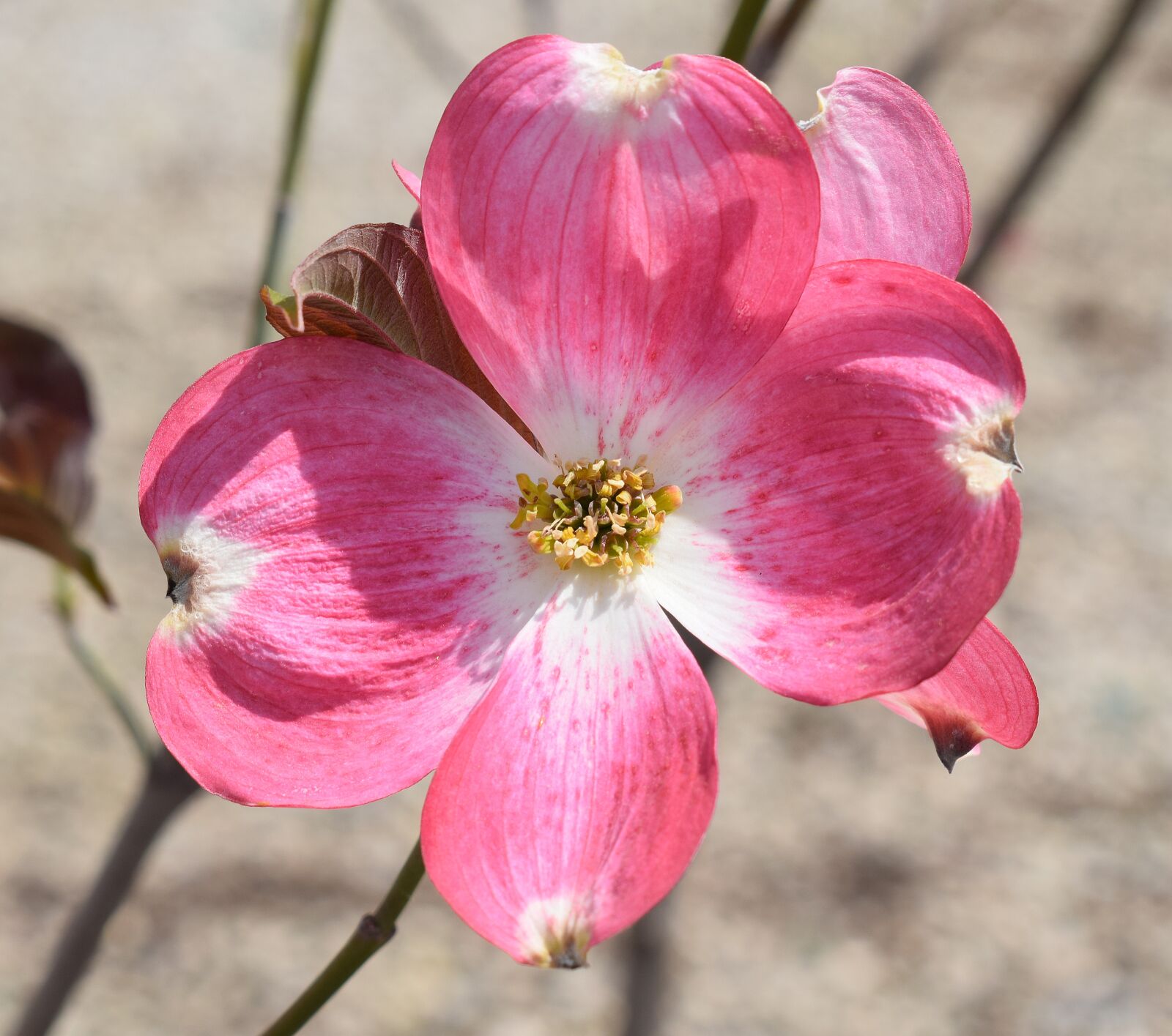 Nikon D3300 sample photo. Dogwood flower, flower, blossom photography