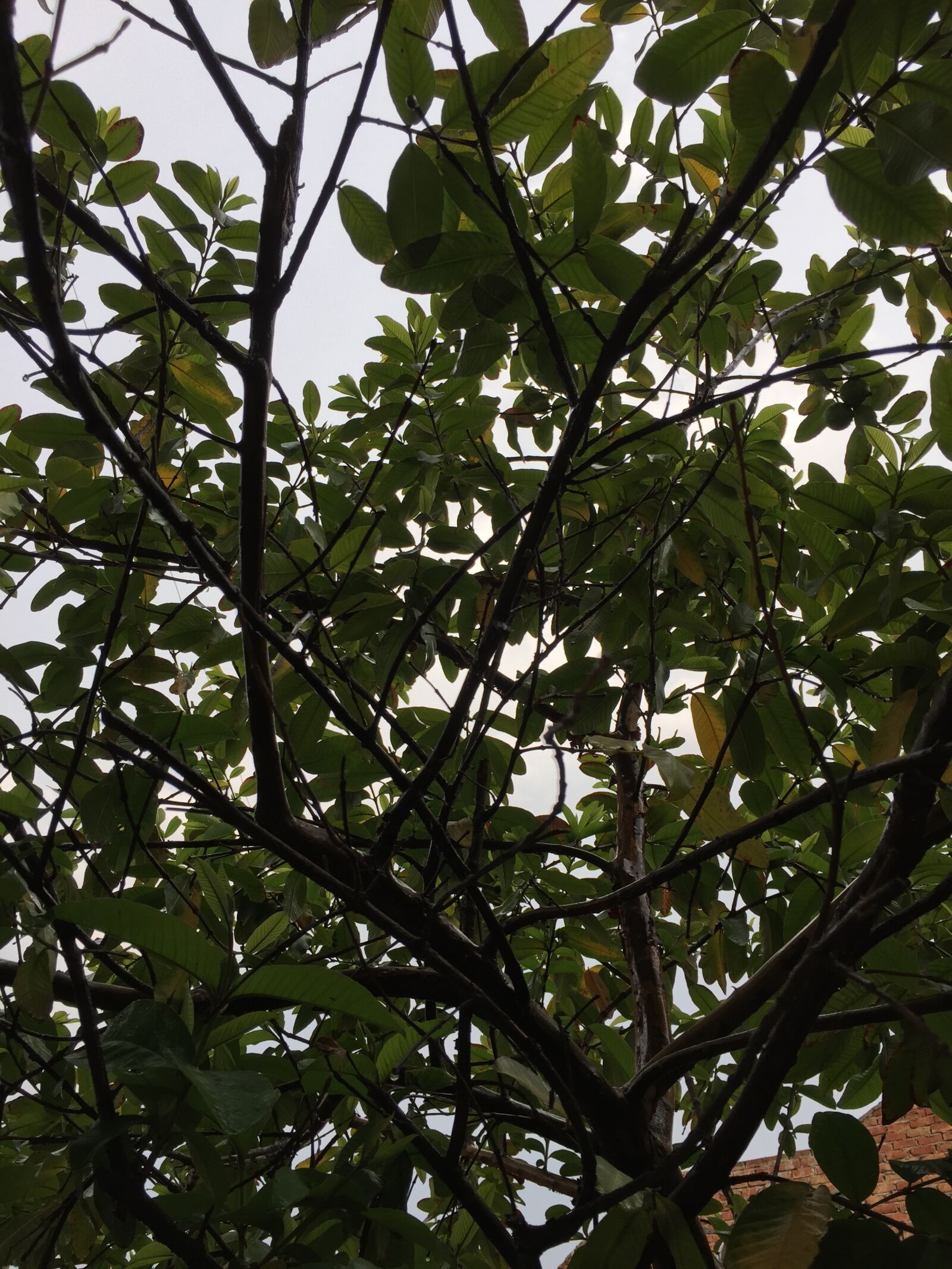 Apple iPhone 6 sample photo
