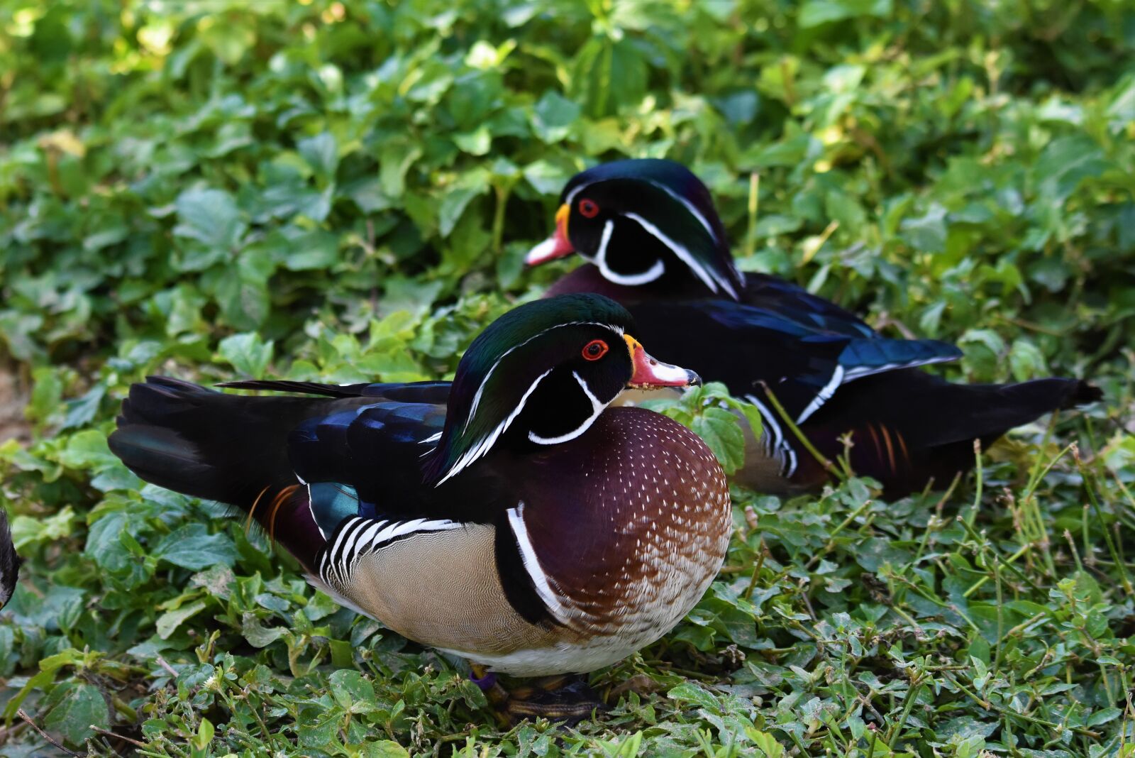 Nikon D7200 sample photo. Ducks, birds, animal photography
