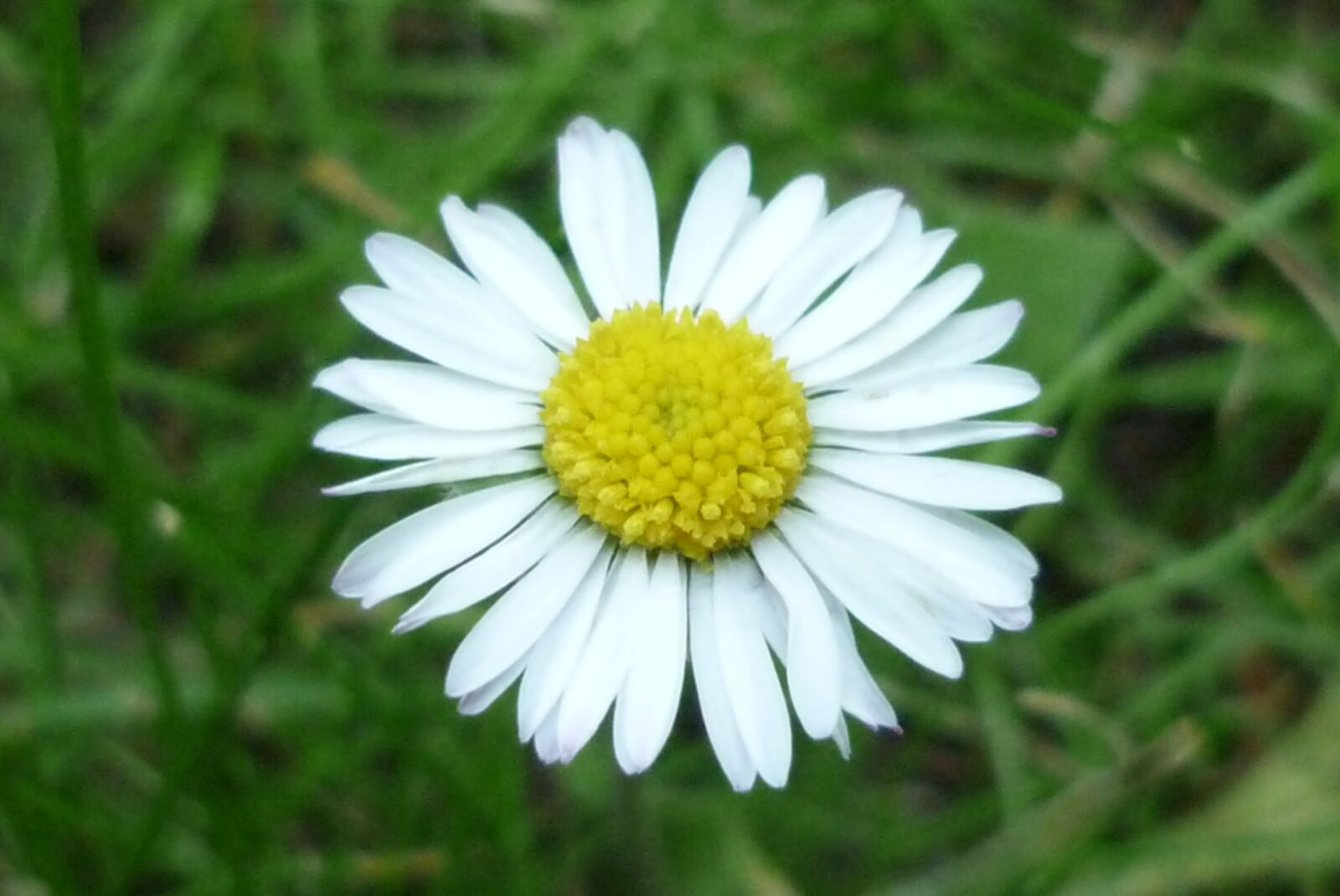 Panasonic Lumix DMC-FS6 sample photo. Flower, nature, flowers photography