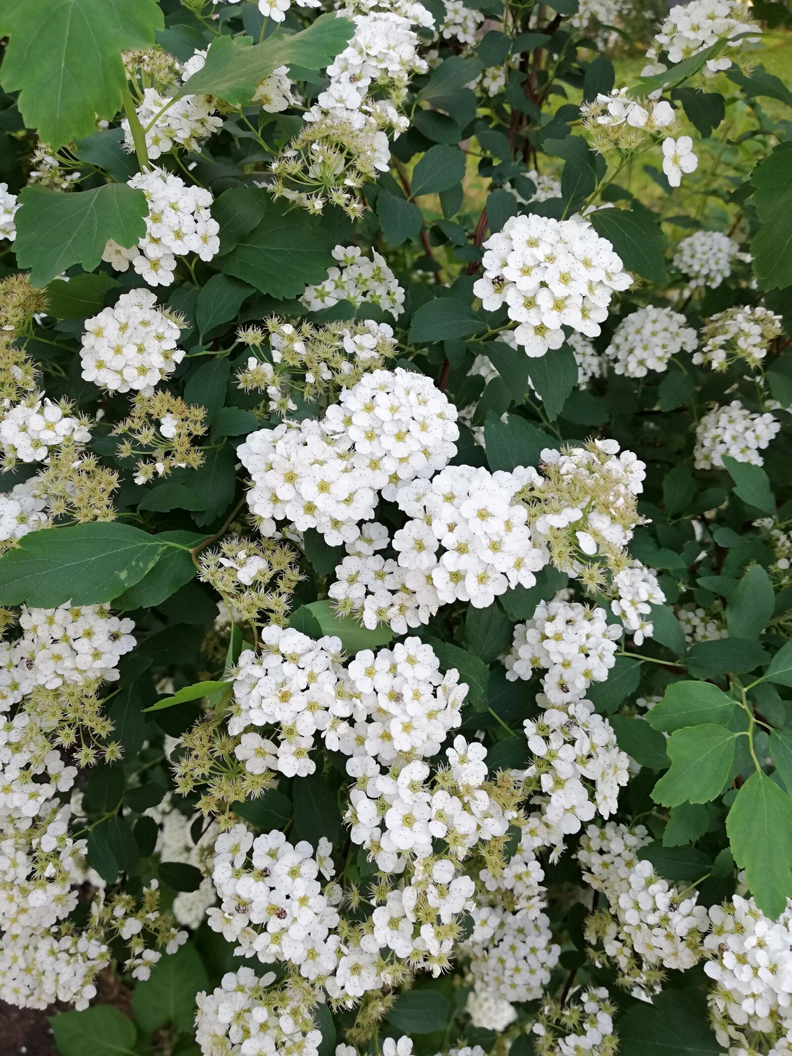 HUAWEI P20 lite sample photo. Bloom, white, spring photography