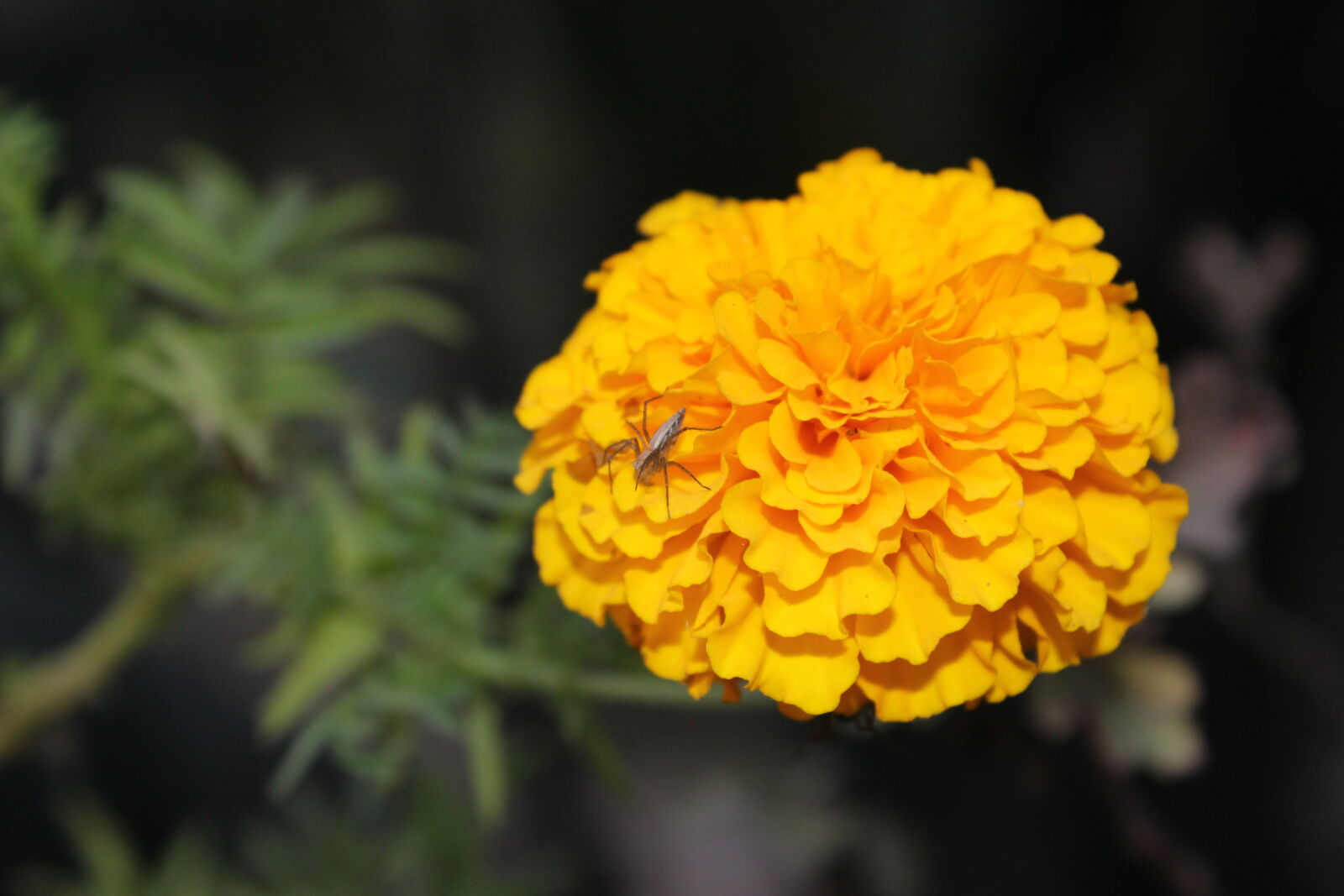 Canon EOS 700D (EOS Rebel T5i / EOS Kiss X7i) sample photo. Click, of, babl photography