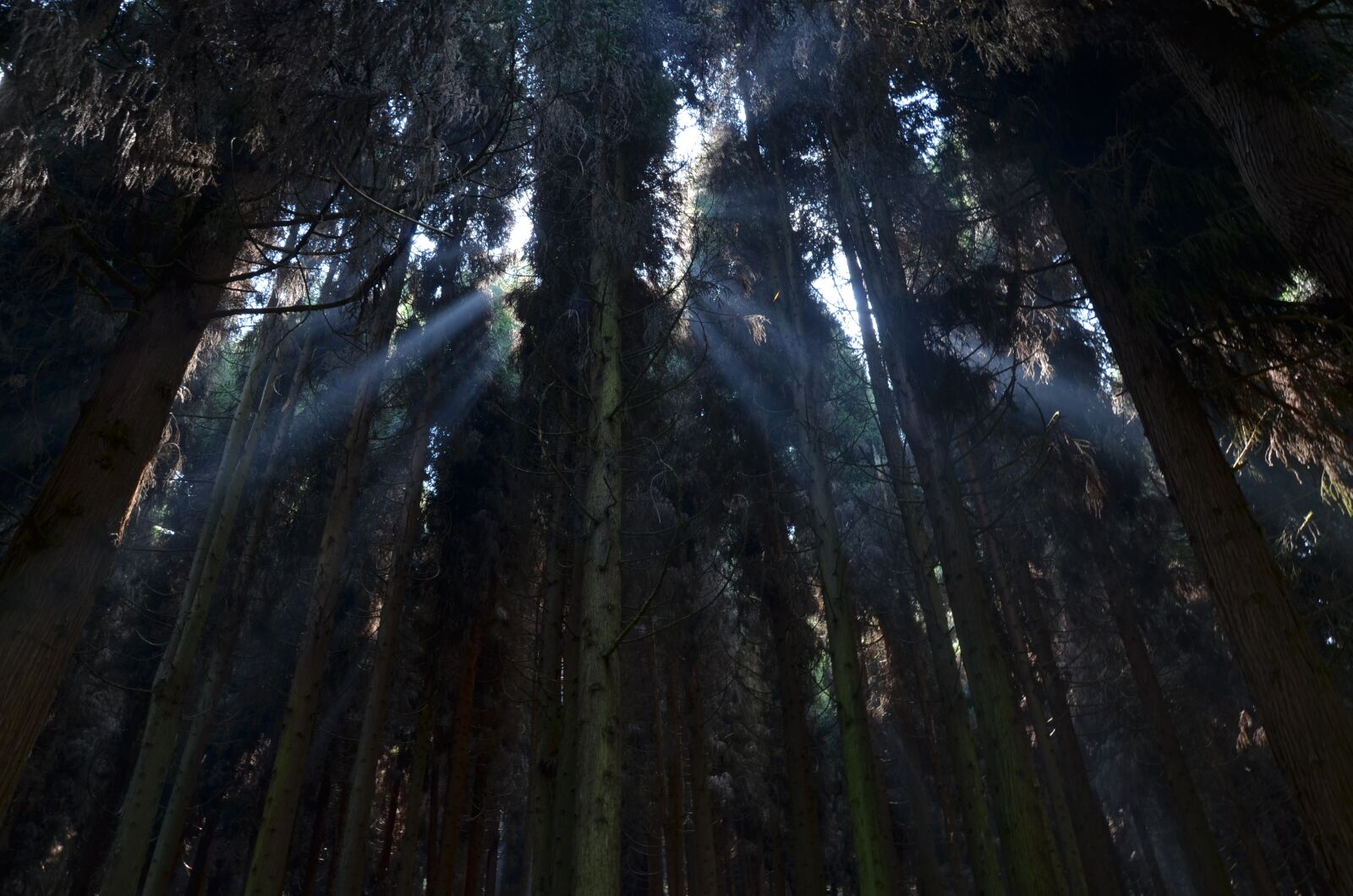 Nikon D5100 sample photo. Tree, forest, plant photography