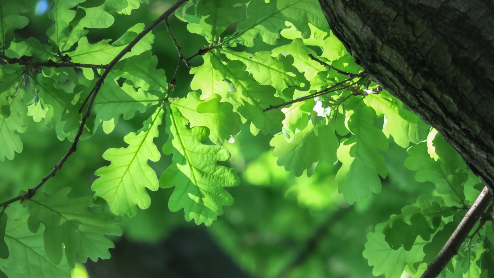 Canon PowerShot G3 X sample photo. Oak, oak leaf, leaves photography