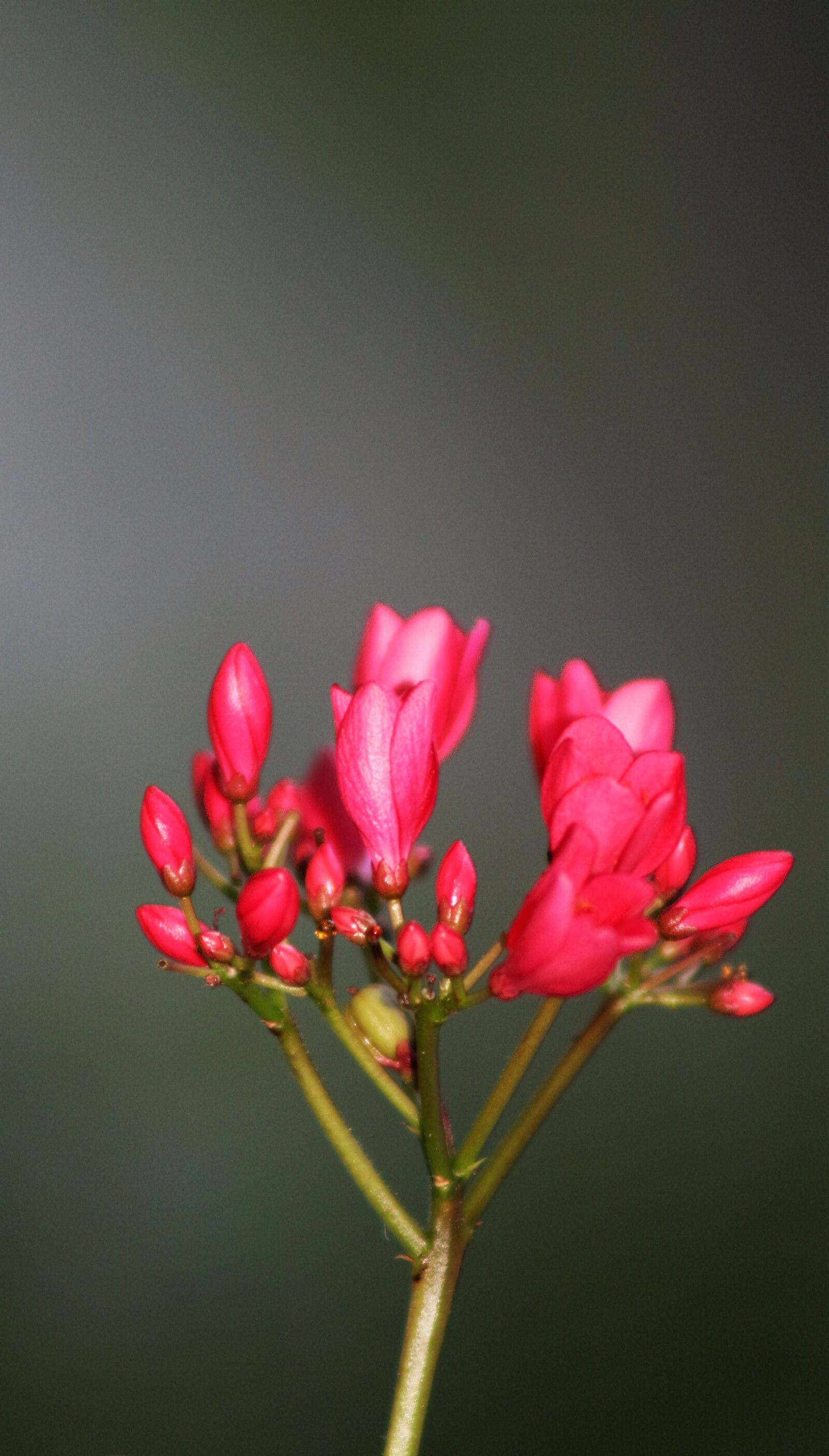 Canon EOS 20D sample photo. Flower, pink flower, garden photography