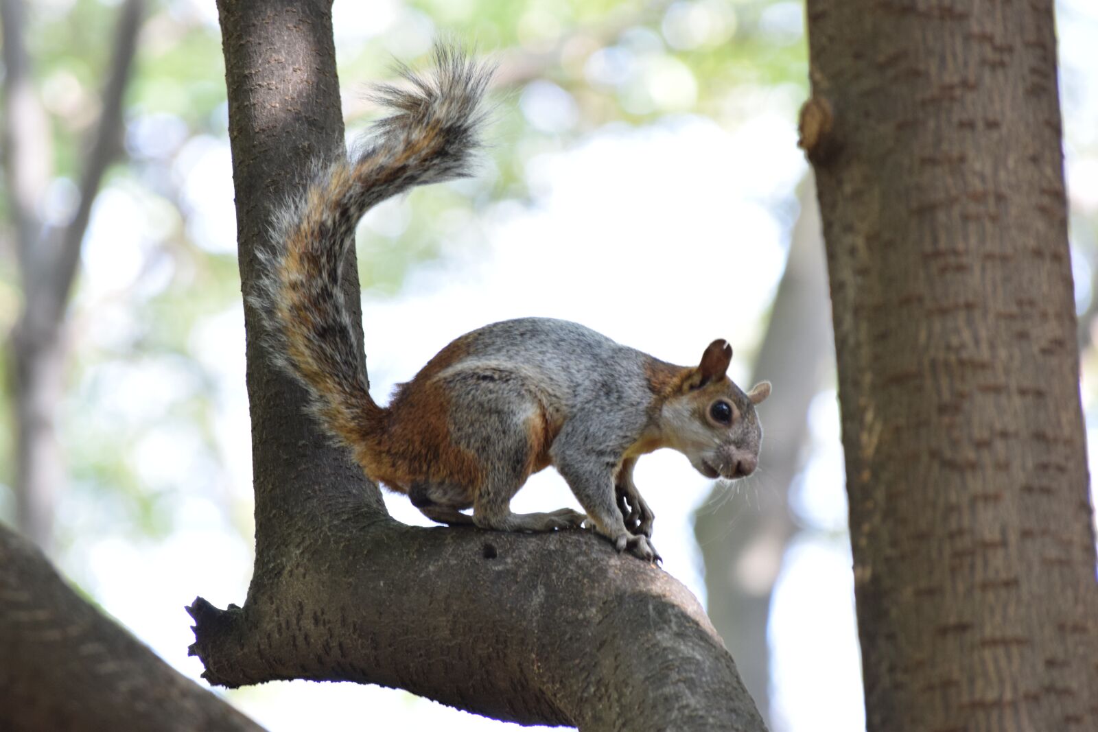 Nikon D3300 sample photo. Squirrel, nature, animal photography