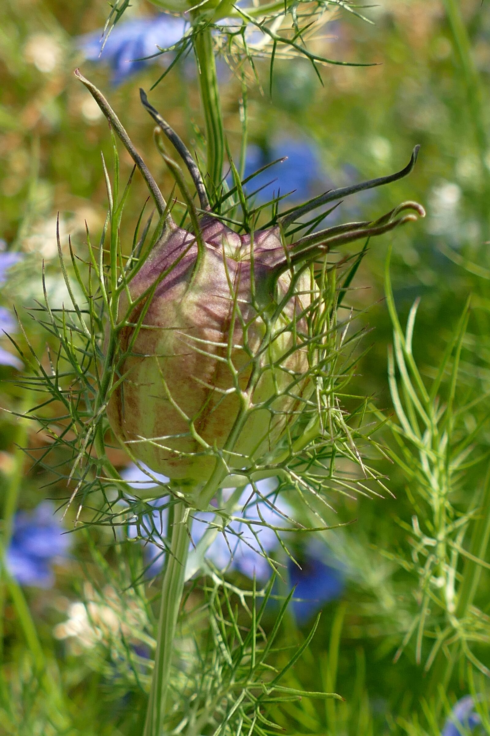 Panasonic Lumix DMC-FZ1000 sample photo. Cornflower, flower, button photography