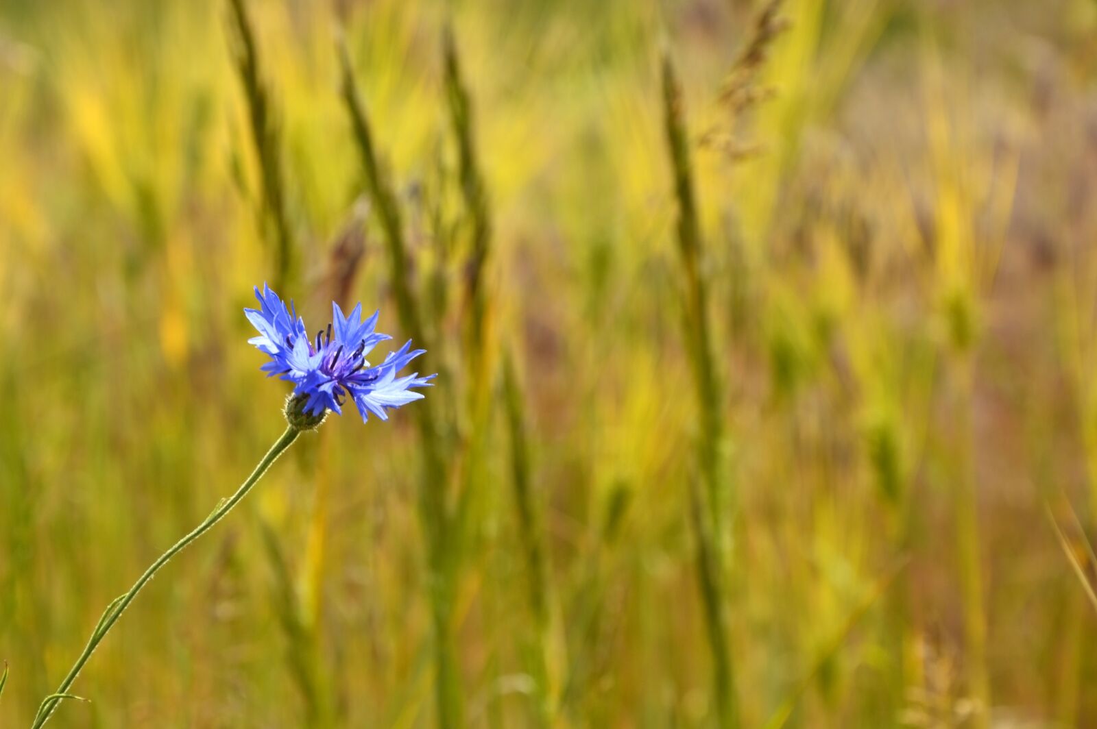 Nikon D3200 sample photo. Cornflower, zyane, composites photography