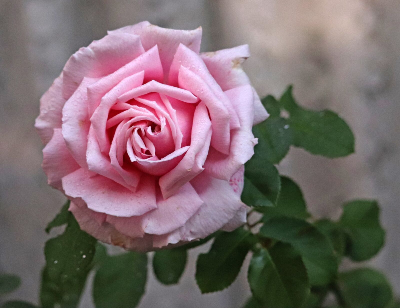 Canon EOS 800D (EOS Rebel T7i / EOS Kiss X9i) sample photo. Rose, pink, flower photography