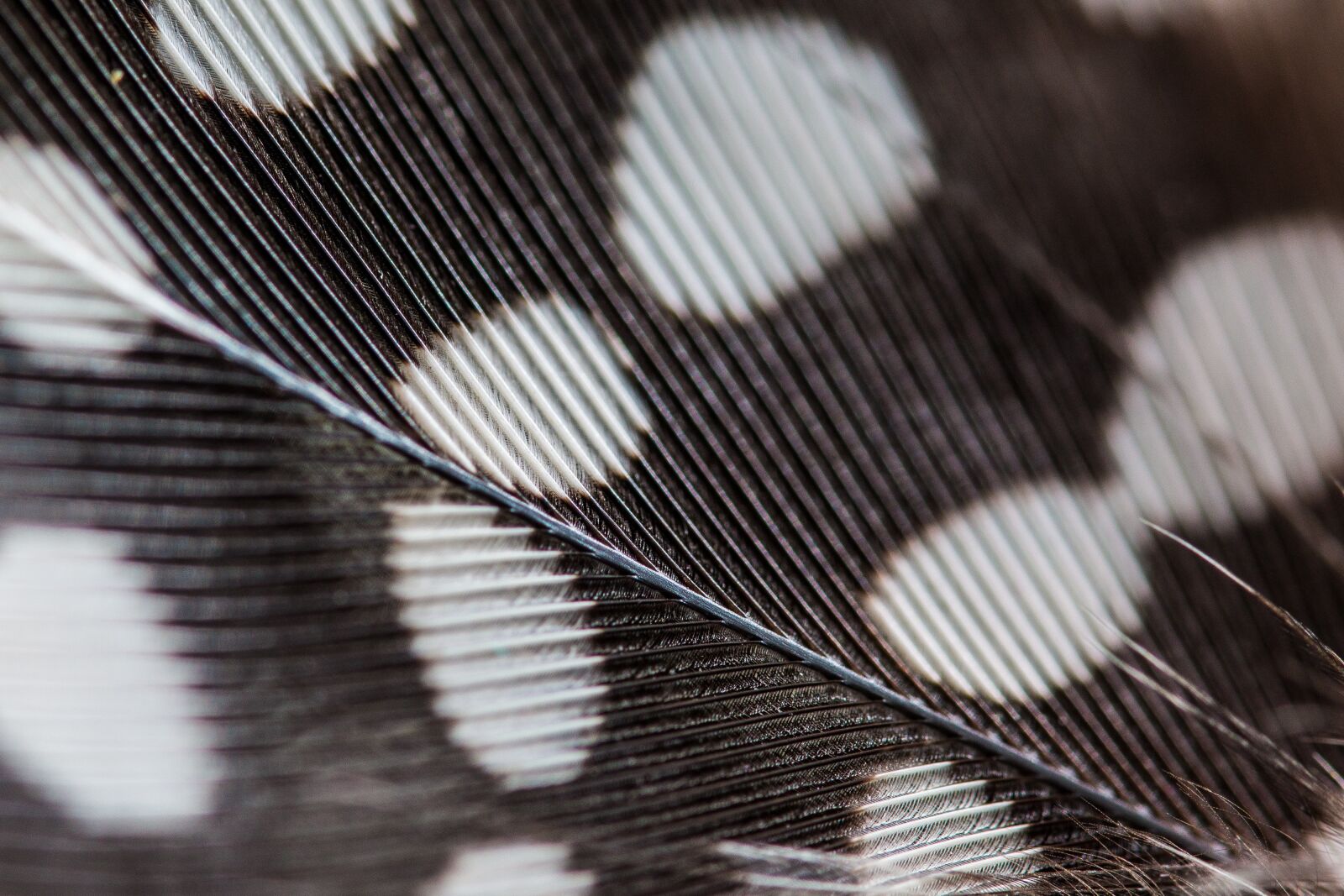 Canon EOS 70D sample photo. Perlhuhnfeder, feather, close up photography