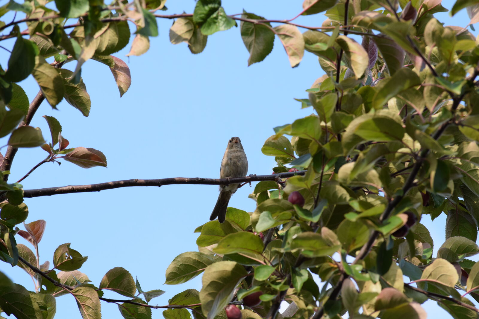 Nikon D3300 sample photo