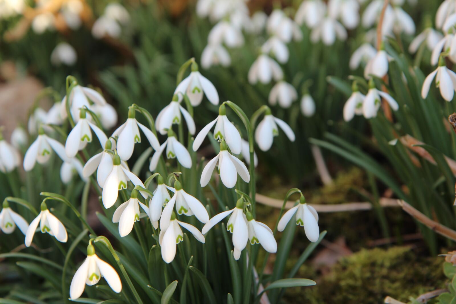Canon EOS 600D (Rebel EOS T3i / EOS Kiss X5) sample photo. Perce-neige, white flowers, flowering photography