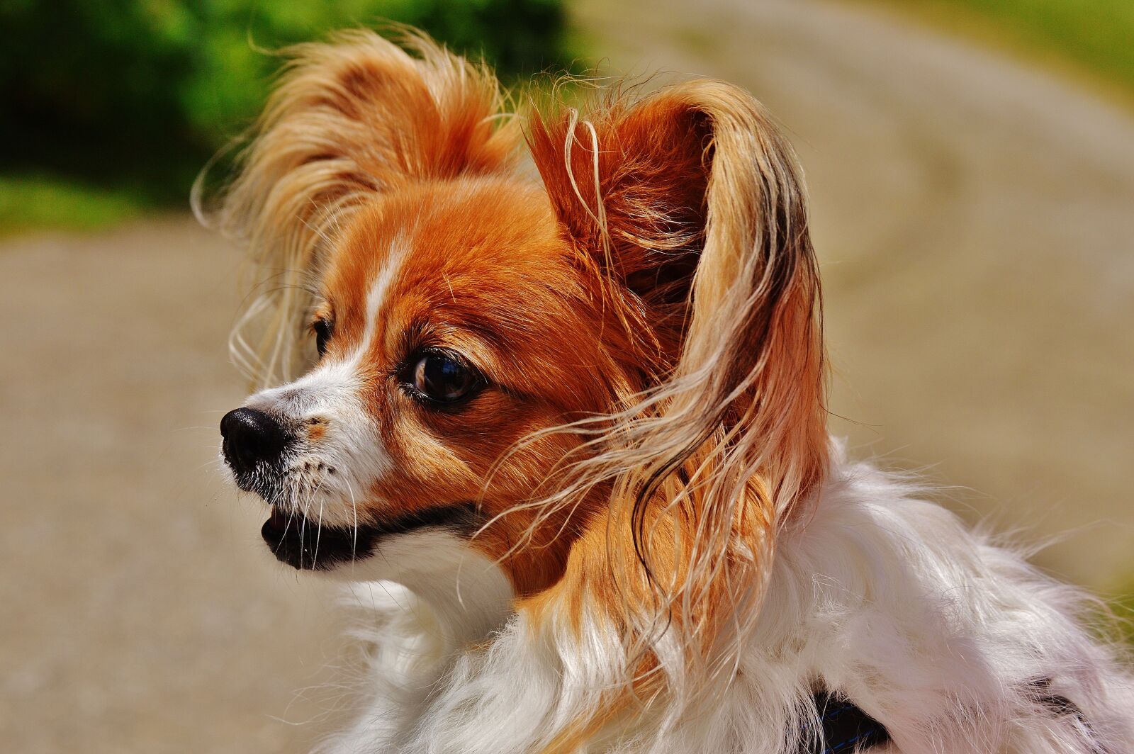 Nikon D3200 sample photo. Dog, chihuahua, cute photography