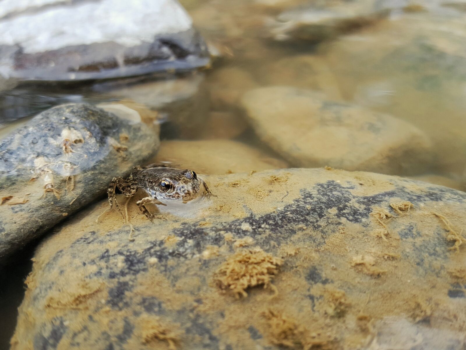 Samsung Galaxy S6 sample photo. Frog, fauna, nature photography