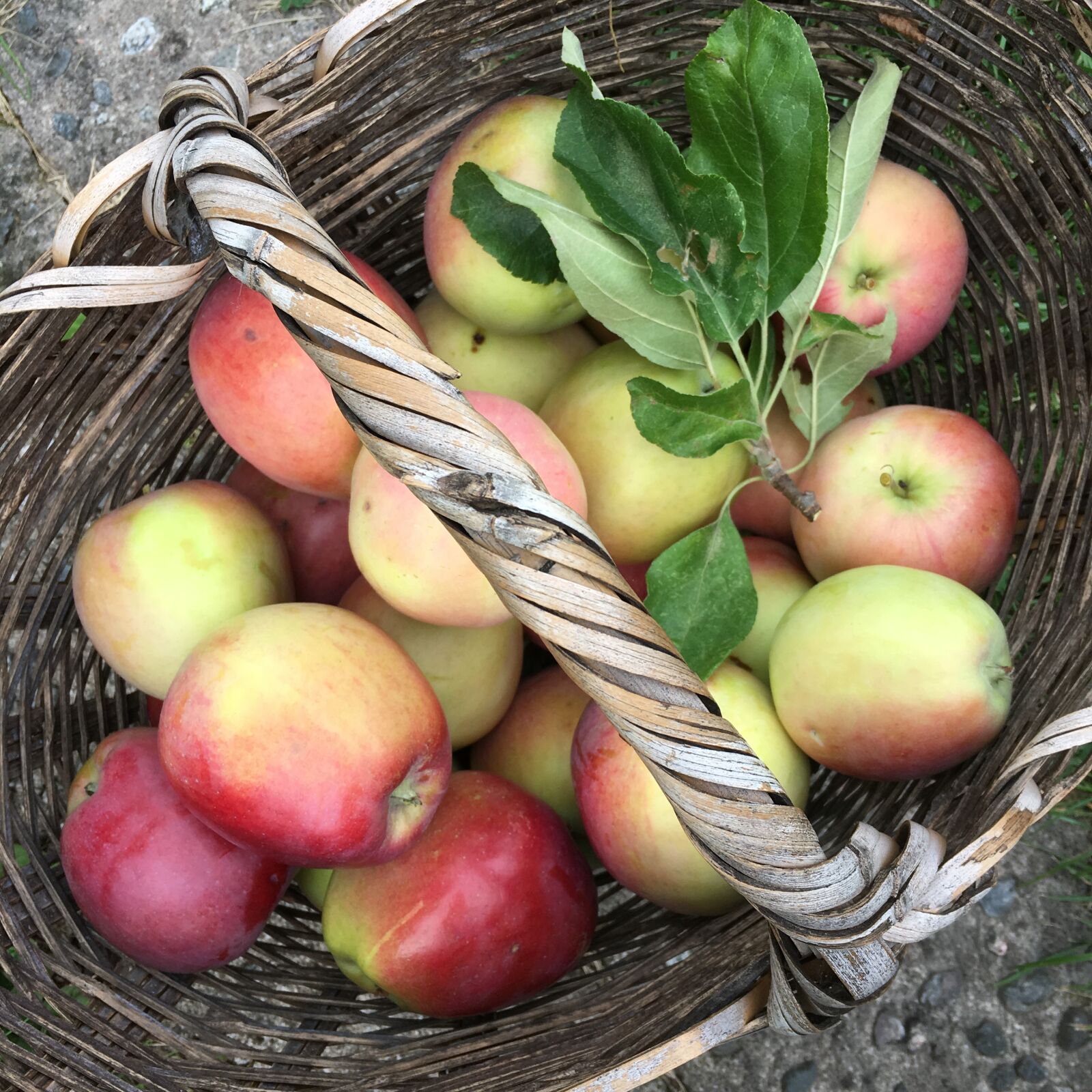 Apple iPhone 6s sample photo. Apples, basket, harvest photography