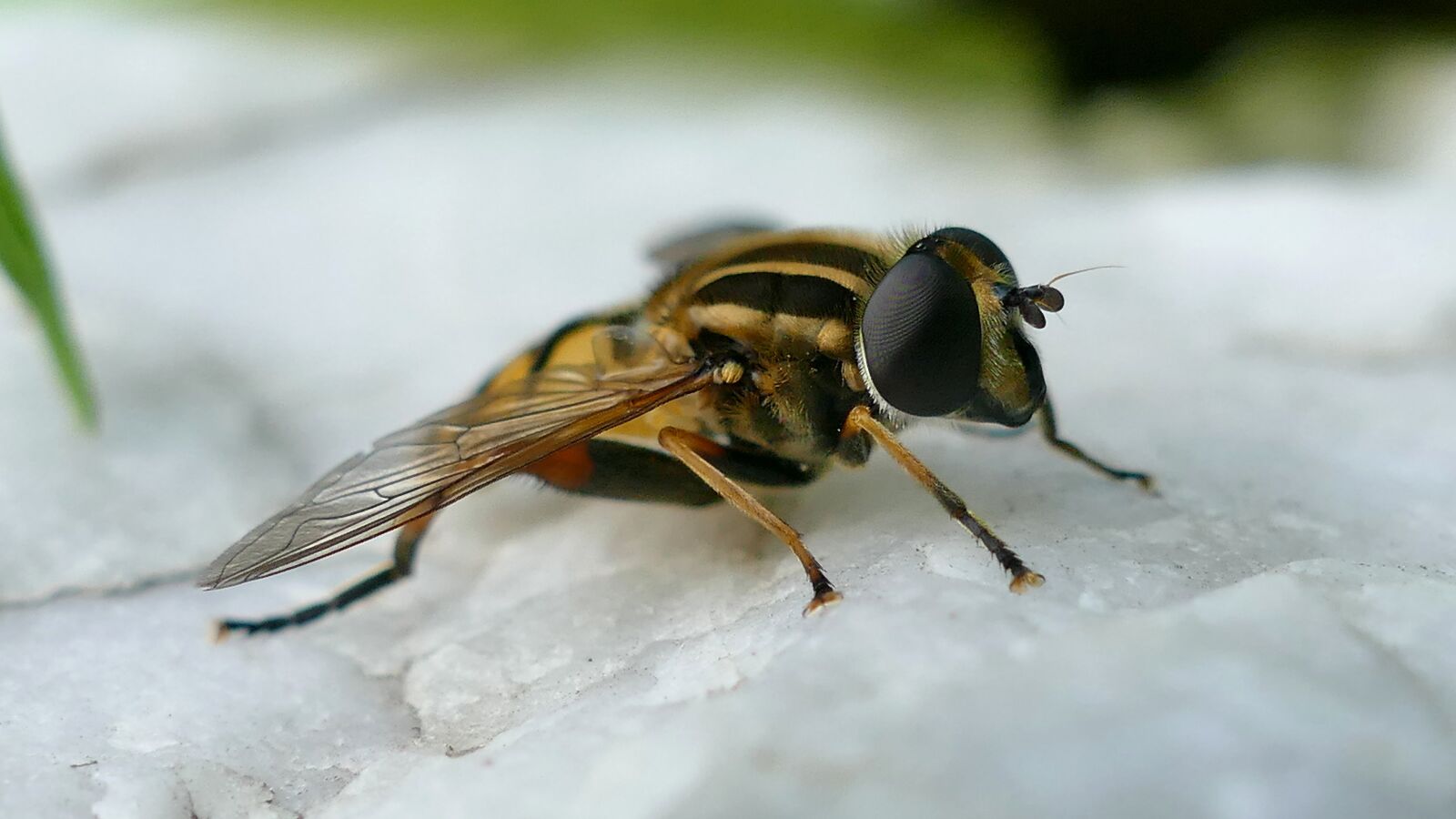 Panasonic Lumix DMC-FZ1000 sample photo. Insect, hover wasp, close photography