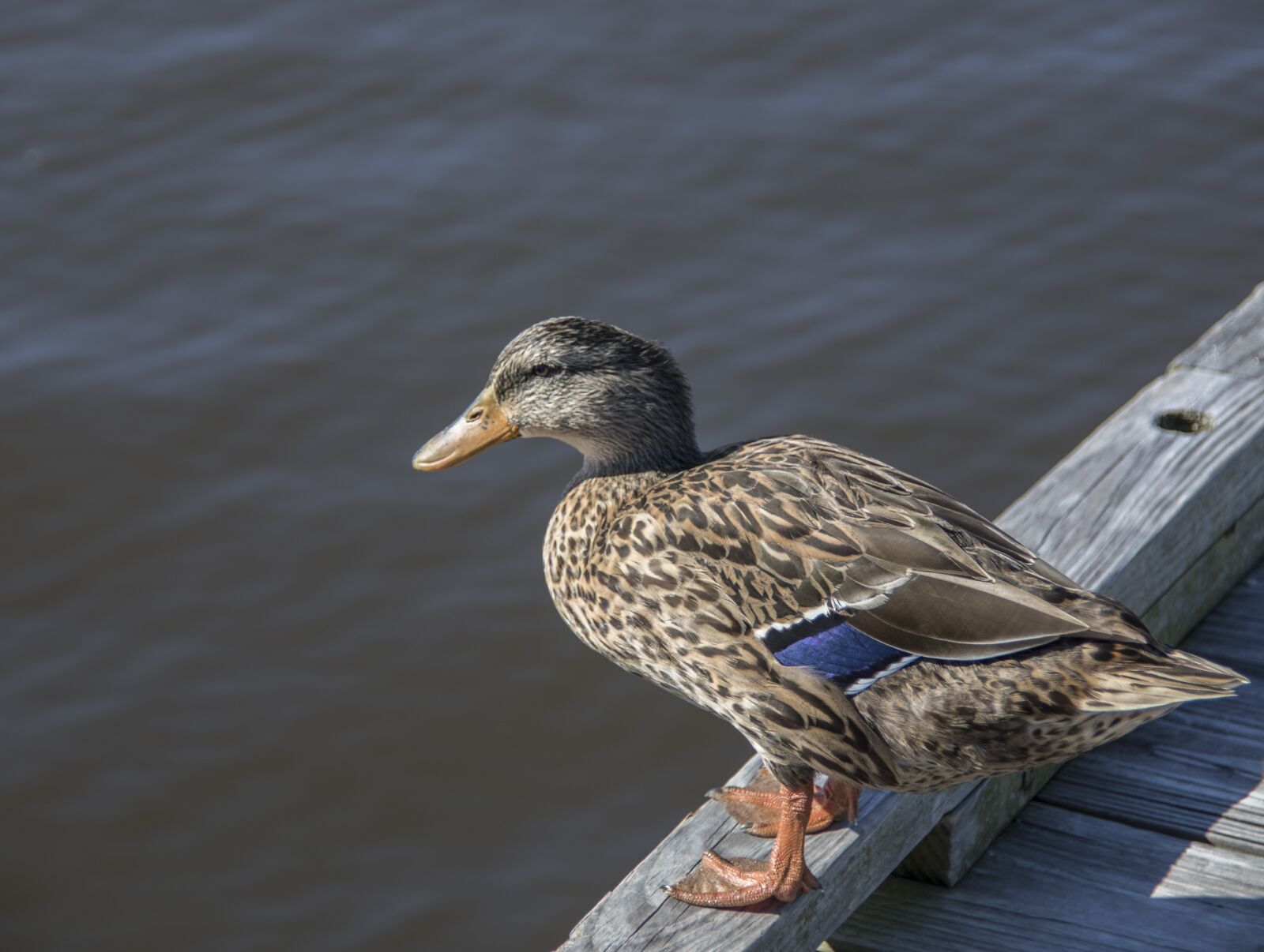 Canon EOS 5D Mark IV sample photo. Duck, wood duck, gulf photography