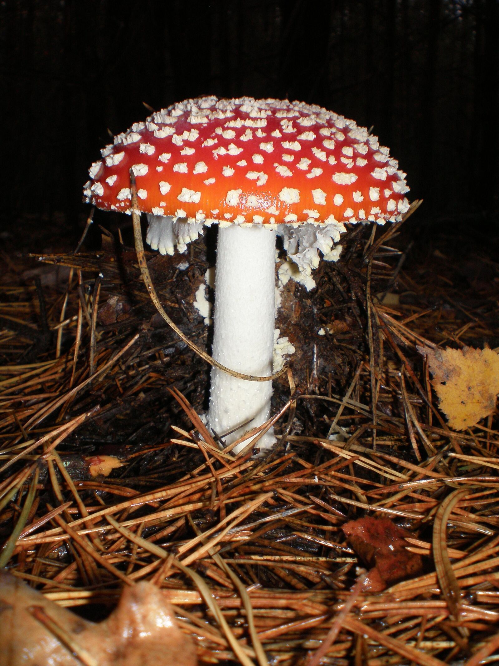 Olympus FE190/X750 sample photo. Amanita, mushrooms, poisonous mushrooms photography