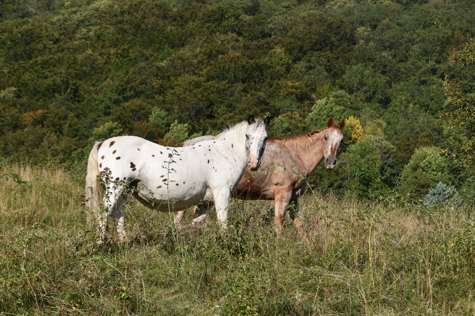 Nikon D5600 sample photo. Horse, horses, equines photography