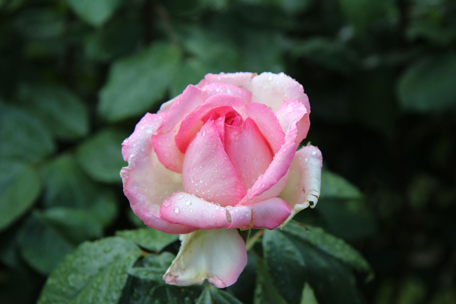 Canon EOS 600D (Rebel EOS T3i / EOS Kiss X5) sample photo. Pink, pink rose, rosebush photography