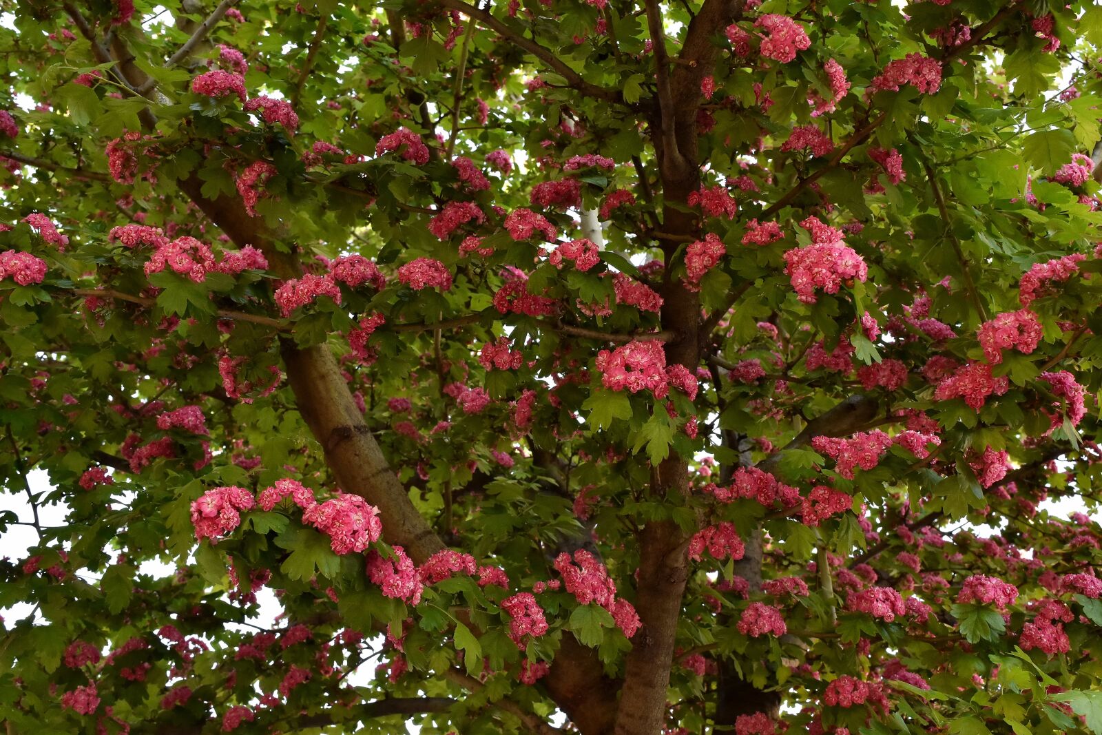 Nikon D5500 sample photo. Branches, flowers, pinkish, spring photography