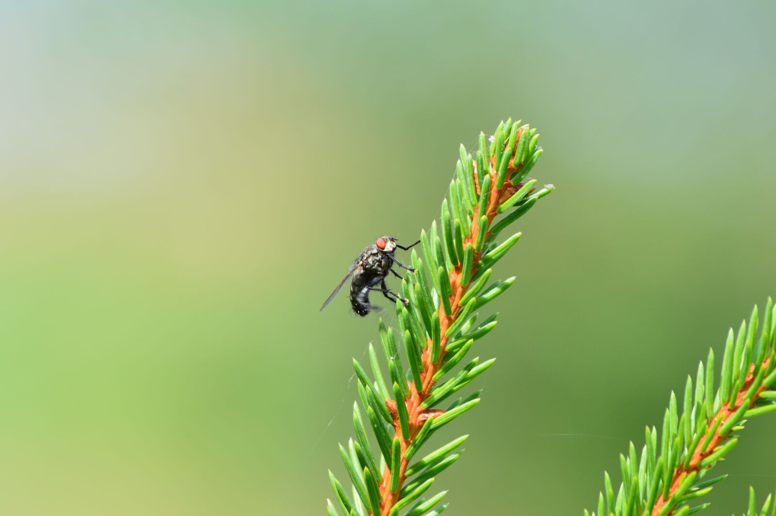 Nikon D3200 sample photo. Fly, tree, forest photography