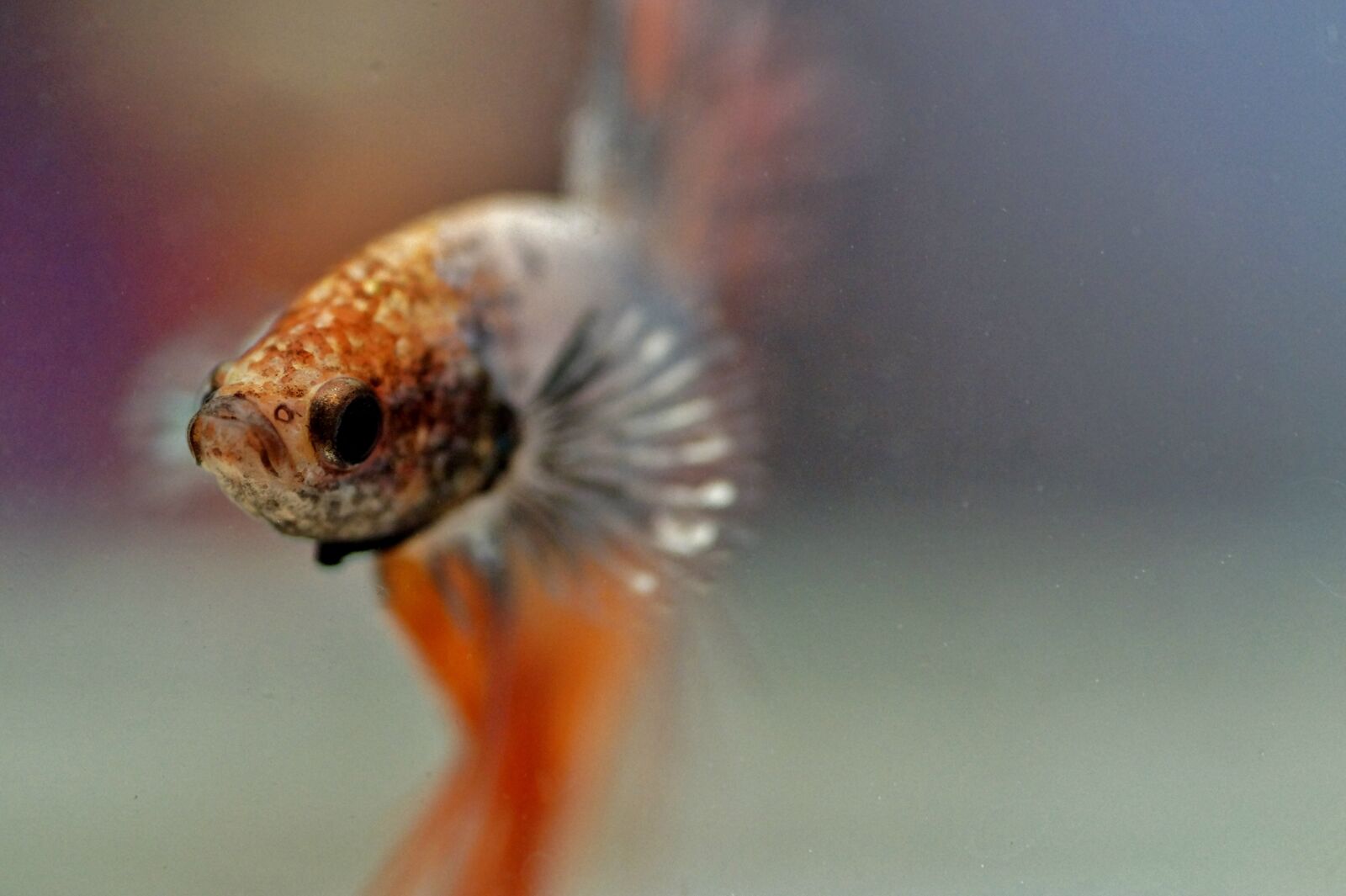 Sony SLT-A58 sample photo. Betta, warrior, aquarium photography