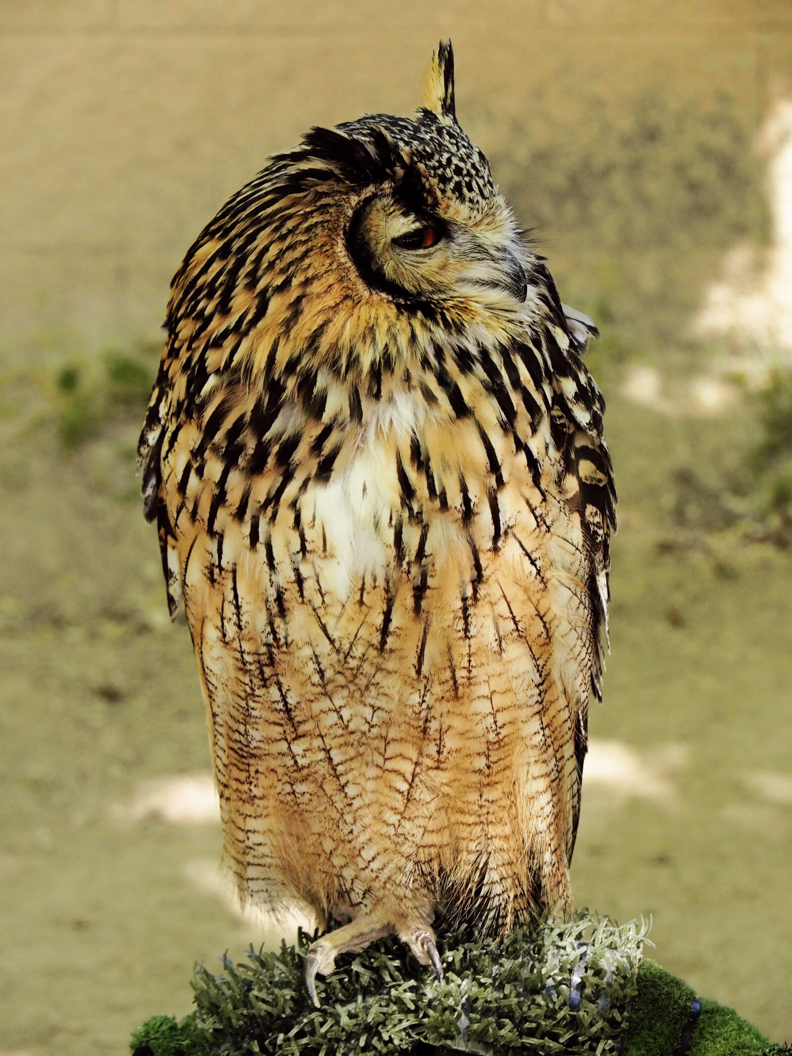 Olympus OM-D E-M10 II sample photo. Buho, ave, owl photography