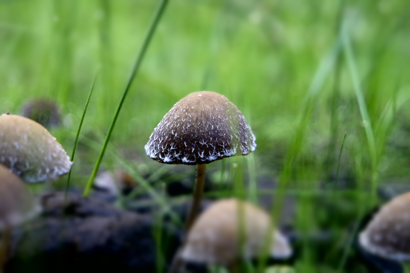 Samsung NX3000 sample photo. Grass, green, mushroom, toadstool photography