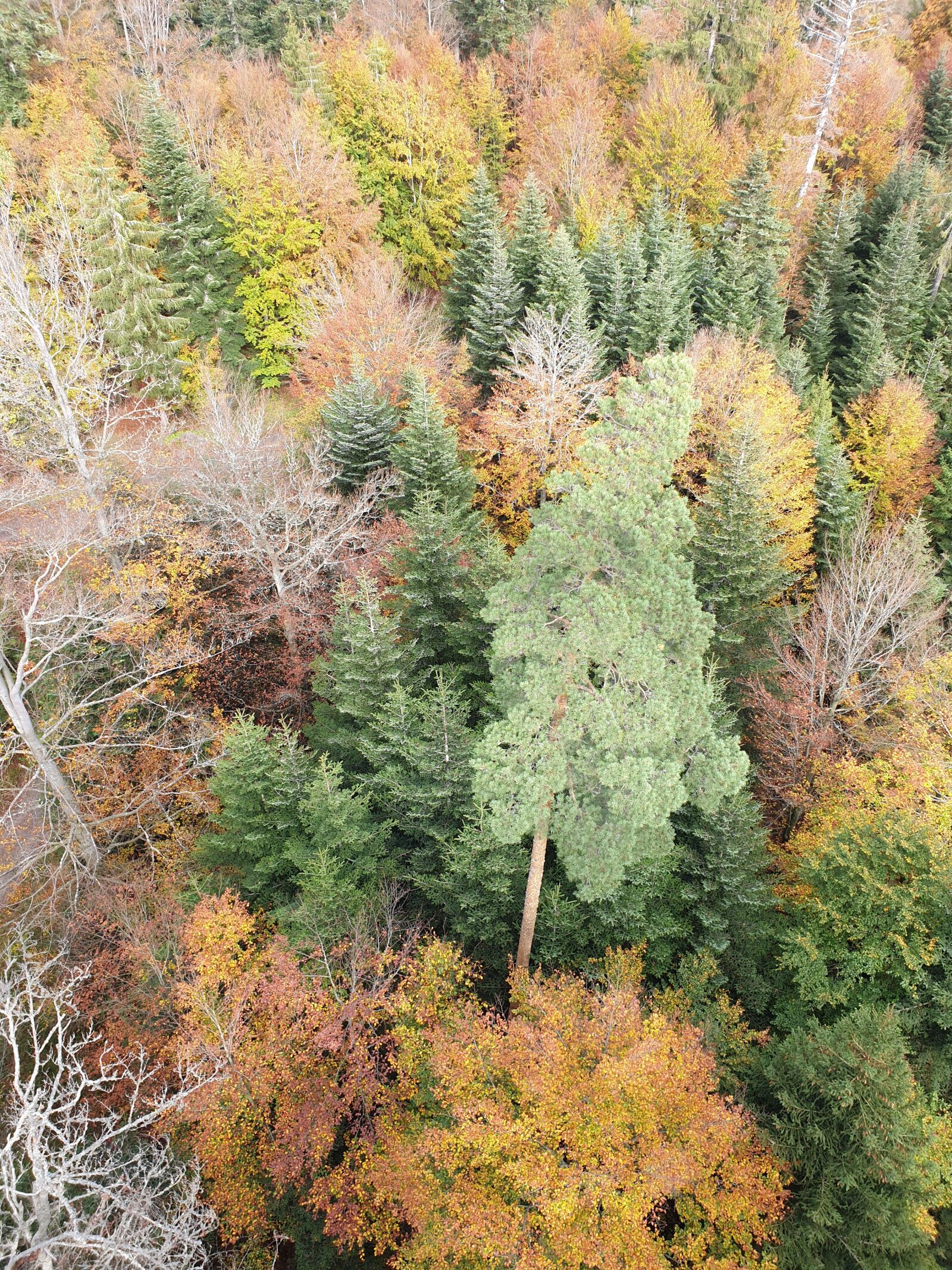 Samsung Galaxy S9 sample photo. Autumn forest, colorful, background photography