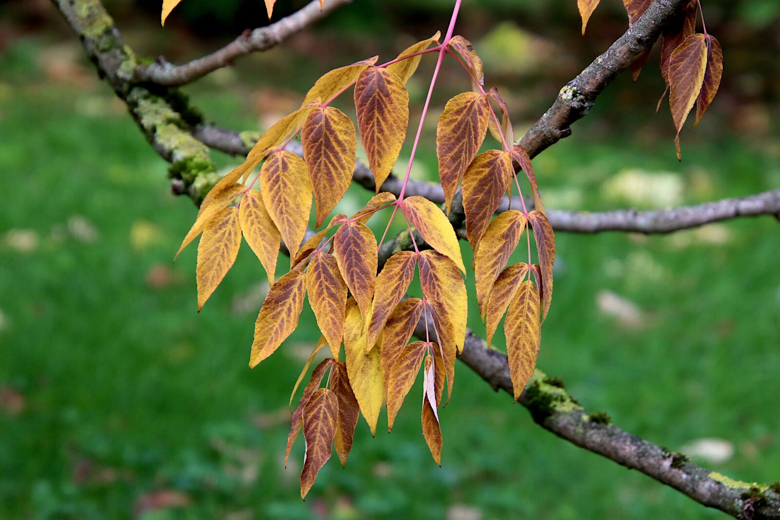 Canon EOS 800D (EOS Rebel T7i / EOS Kiss X9i) sample photo. Autumn leaves, leaves, trees photography