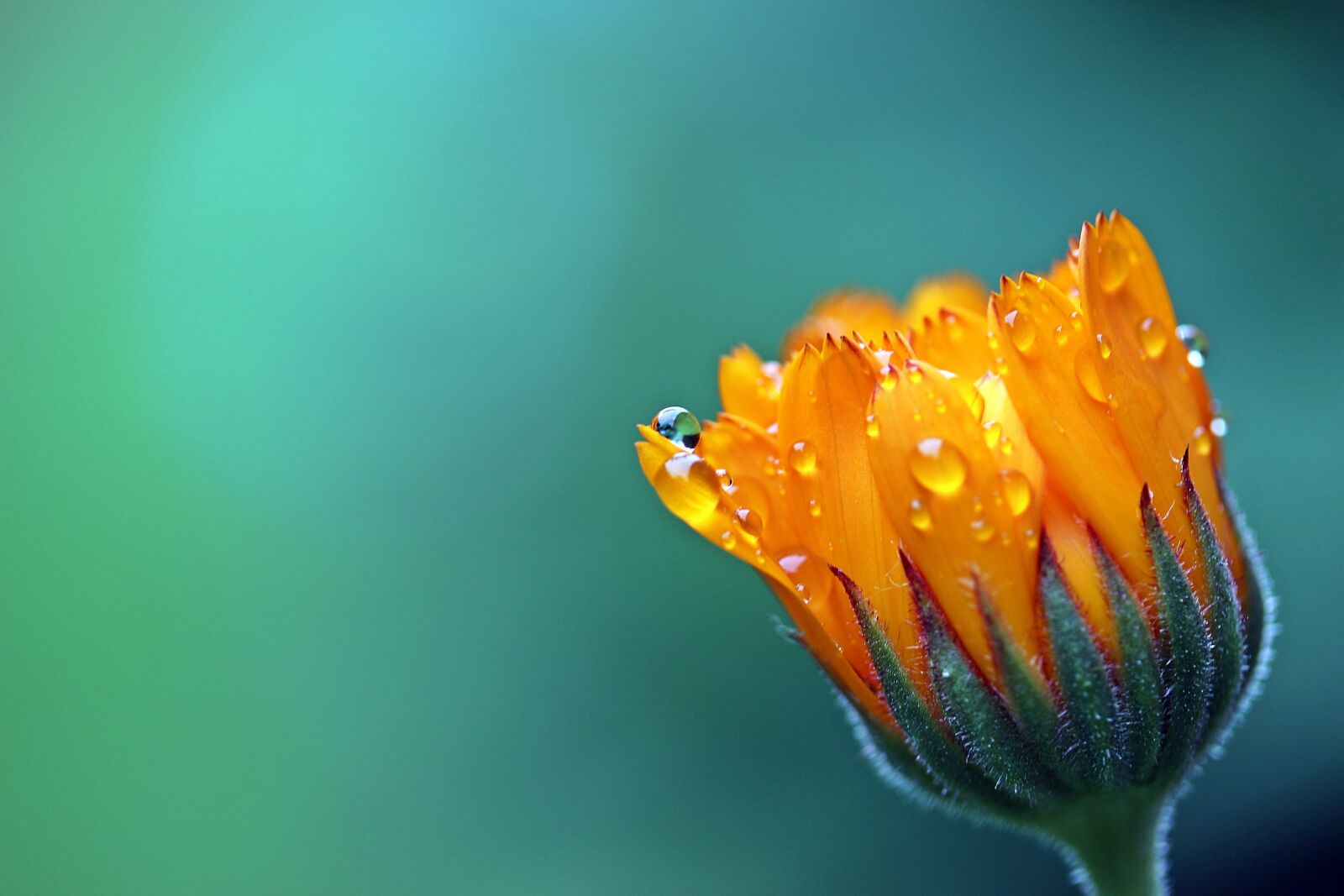 Canon EOS 650D (EOS Rebel T4i / EOS Kiss X6i) sample photo. Marigold, calendula, orange photography