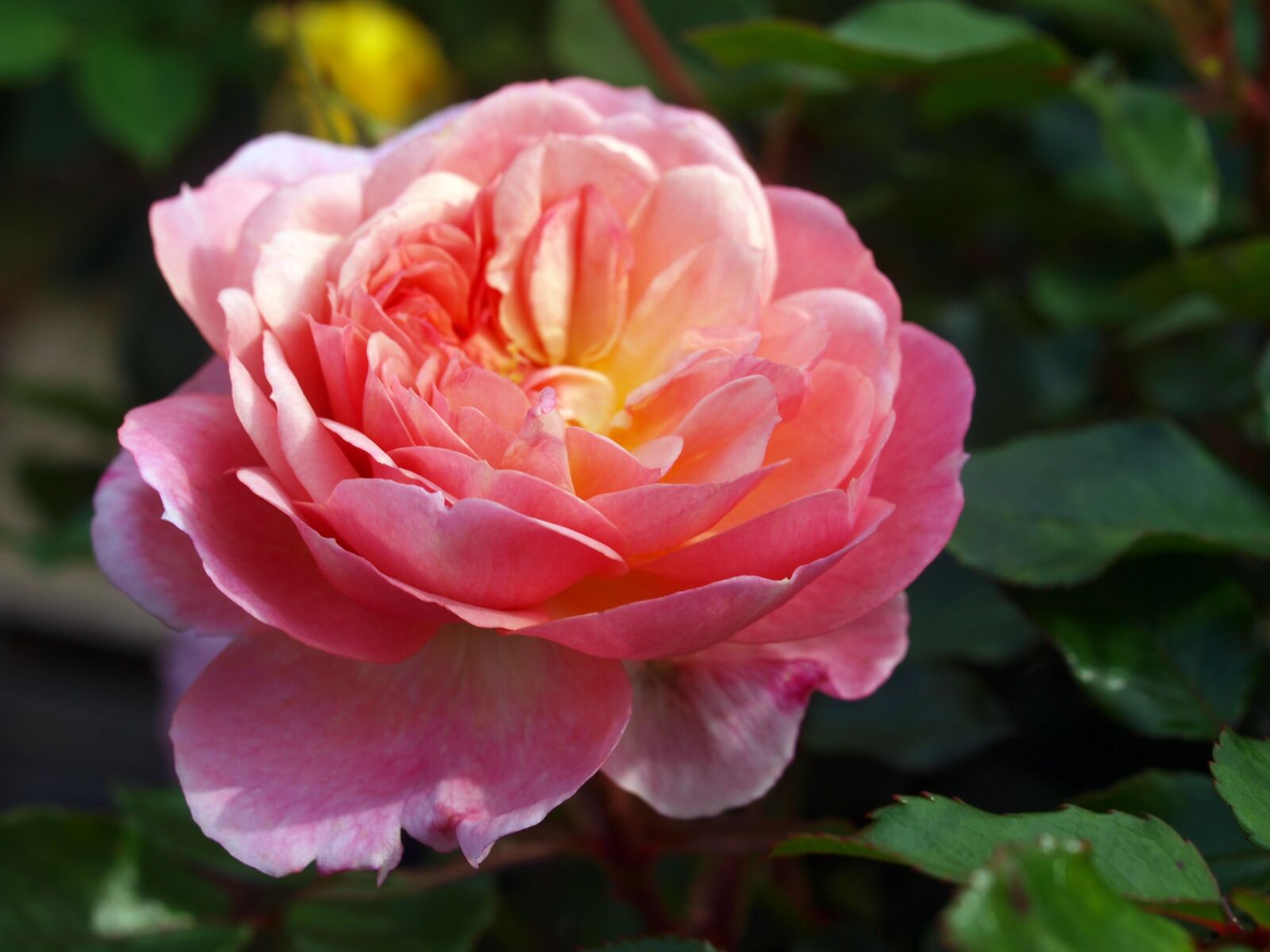 Olympus E-520 (EVOLT E-520) sample photo. Flower, flora, rose photography