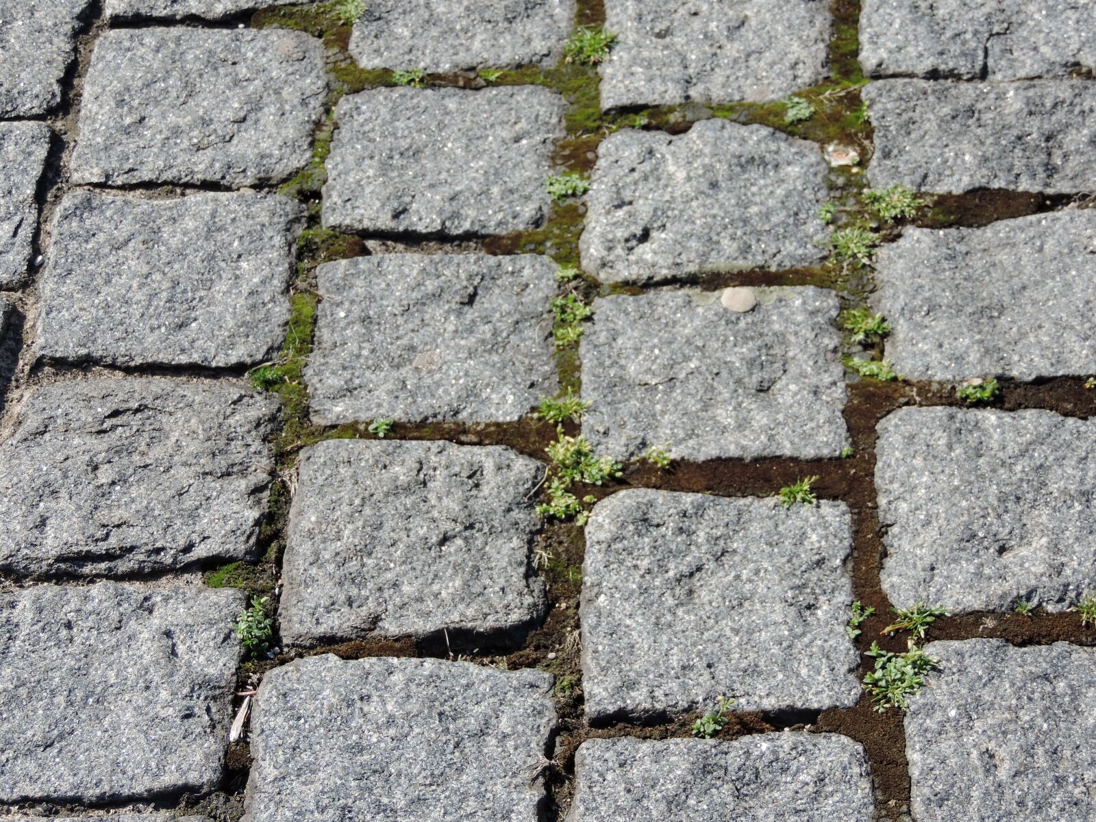 Nikon Coolpix P520 sample photo. Avenue, cobblestone, pavement, rough photography