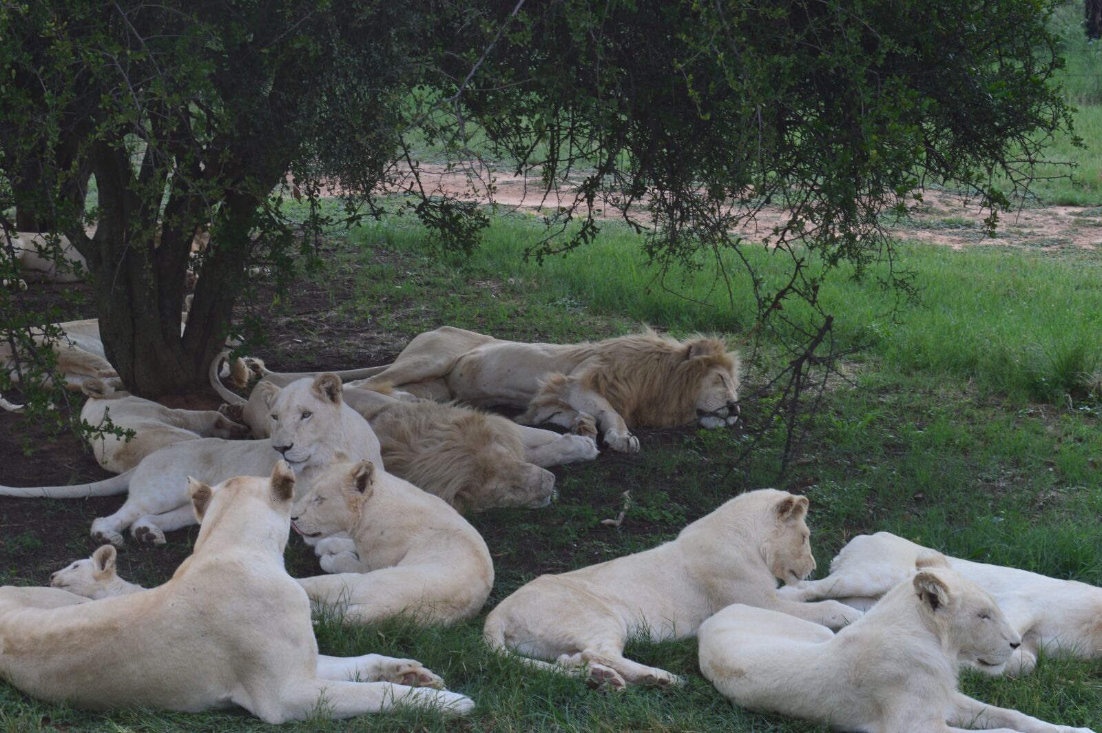 Nikon D3200 sample photo. South africa, lions park photography