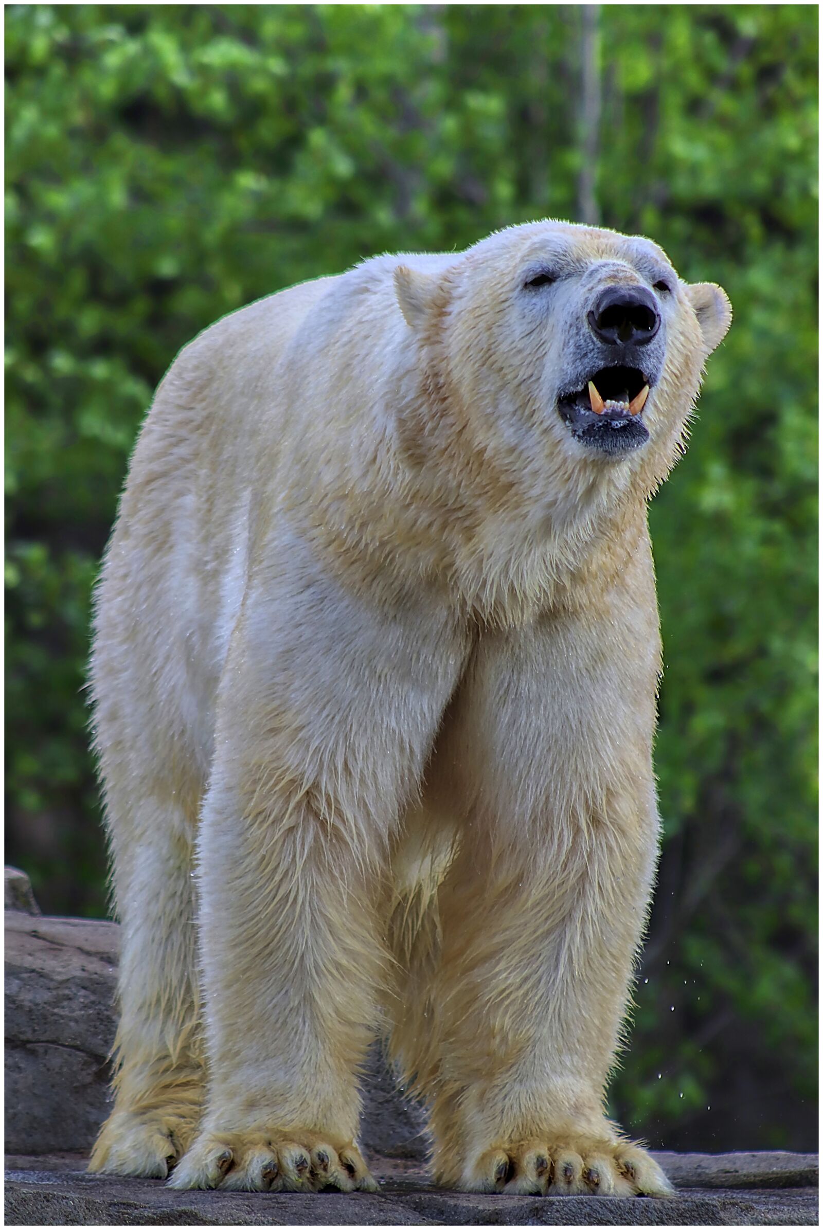 Canon EF75-300mm f/4-5.6 sample photo. Bear, polar bear, huge photography