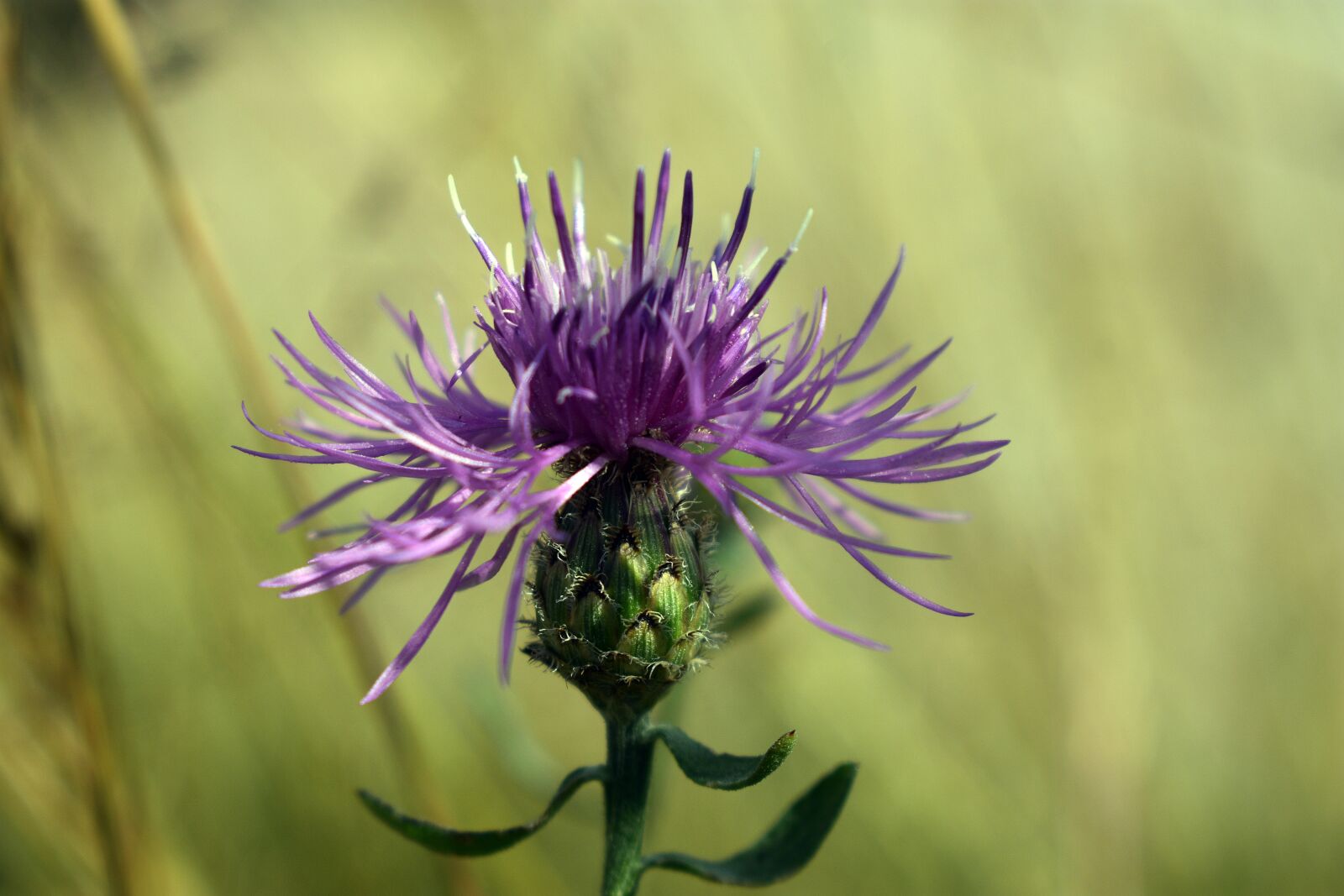 Nikon D3400 sample photo. Flower, spring, summer photography