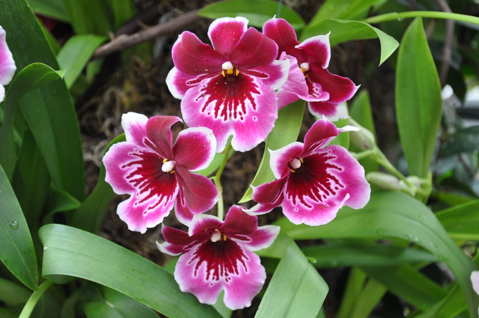 Nikon D5000 sample photo. Orchids, flowers, ny botanical photography